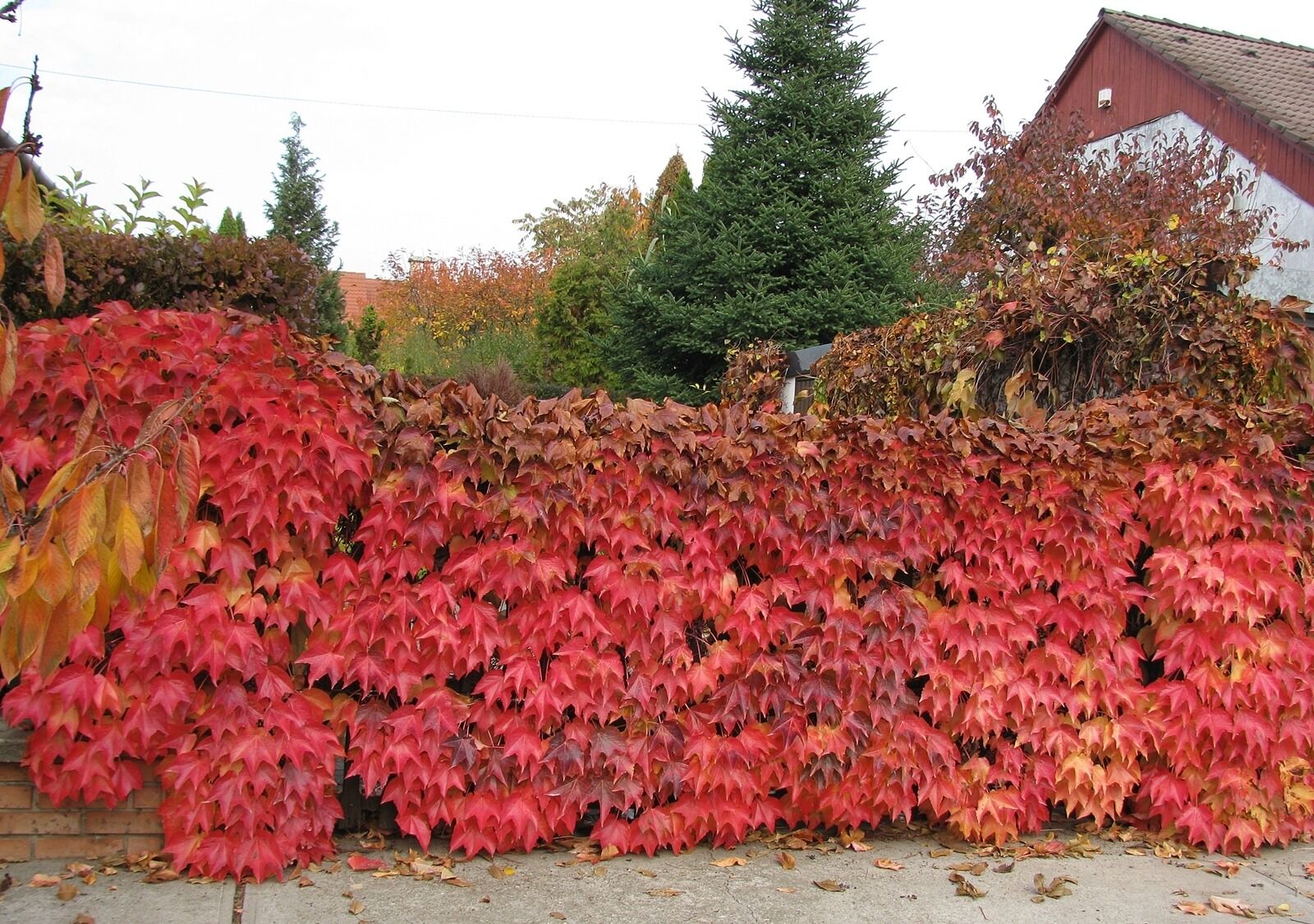 Canon PowerShot SX110 IS sample photo. Leaves, autumn, red photography