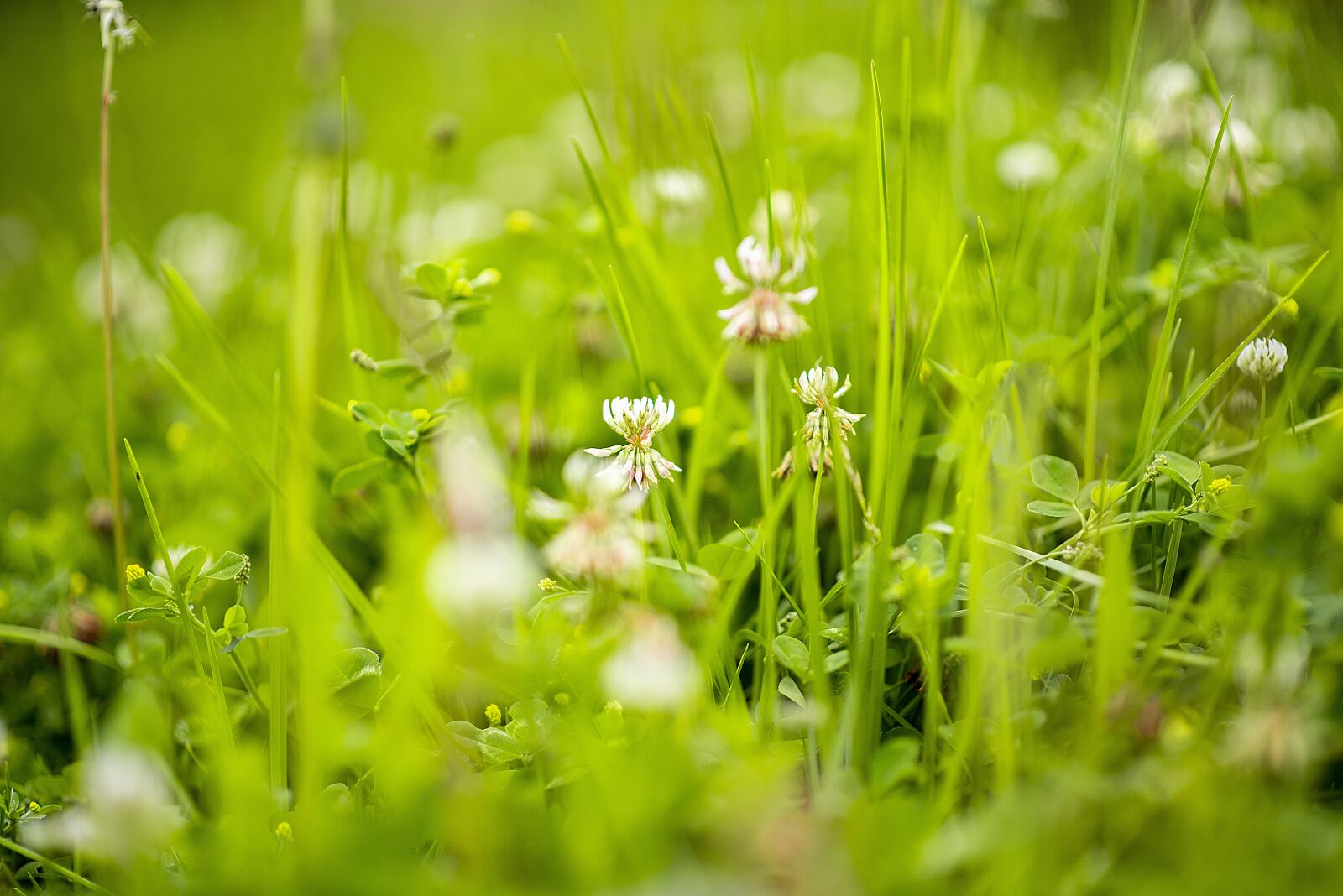 Nikon D600 sample photo. Flower, spring, summer photography