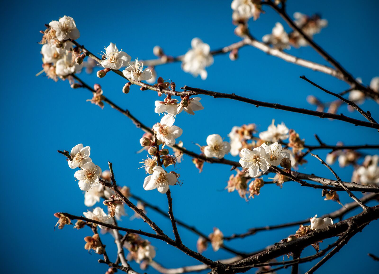 Nikon D90 sample photo. Plum blossom, the scenery photography