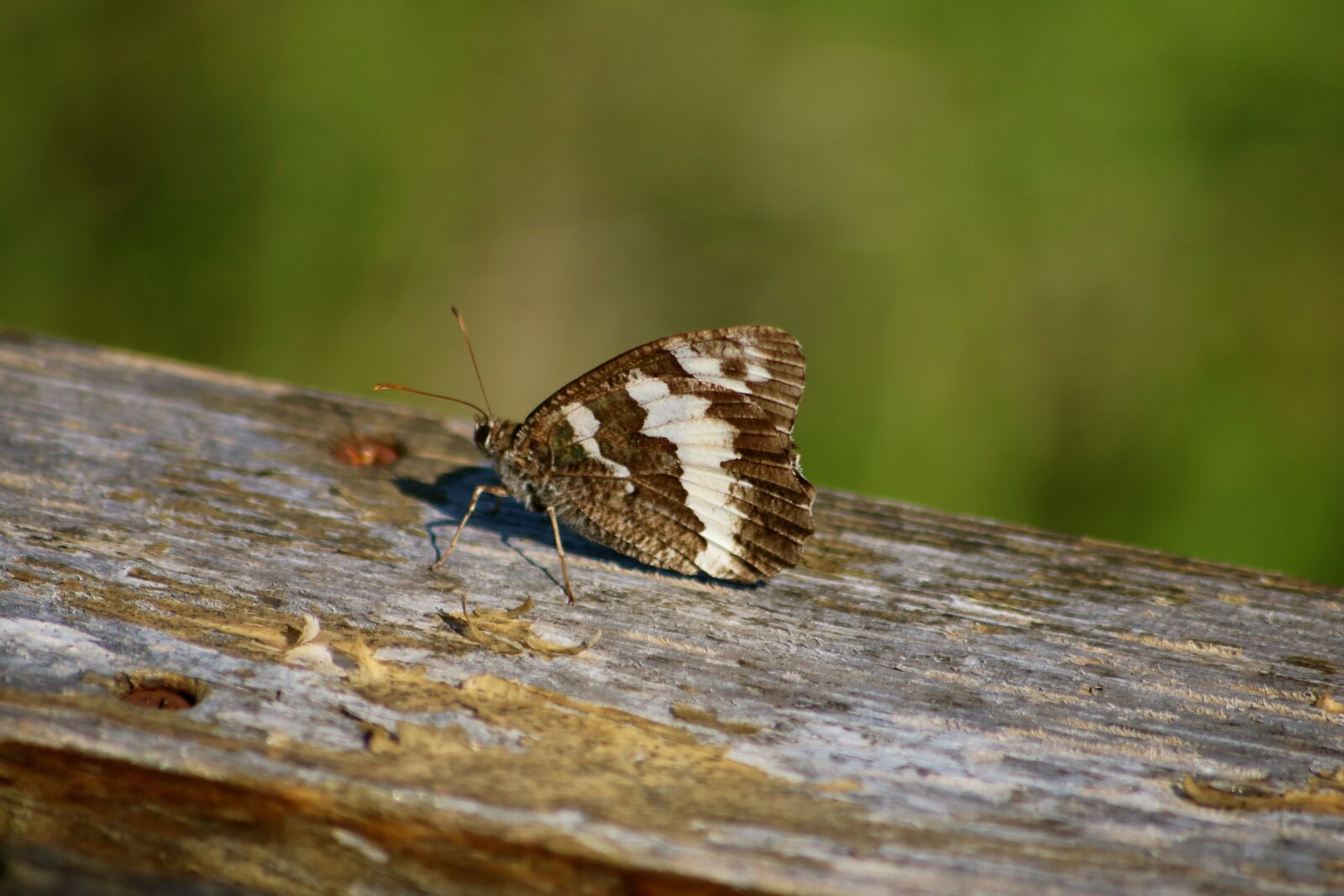 Canon EOS 750D (EOS Rebel T6i / EOS Kiss X8i) sample photo. Butterfly, great branded grayling photography