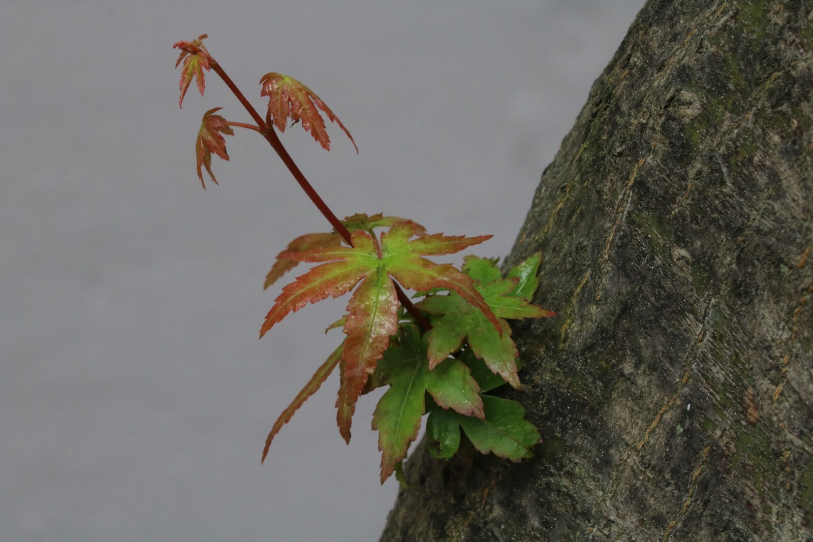 Canon EOS 750D (EOS Rebel T6i / EOS Kiss X8i) sample photo. Nature, wood, spring photography
