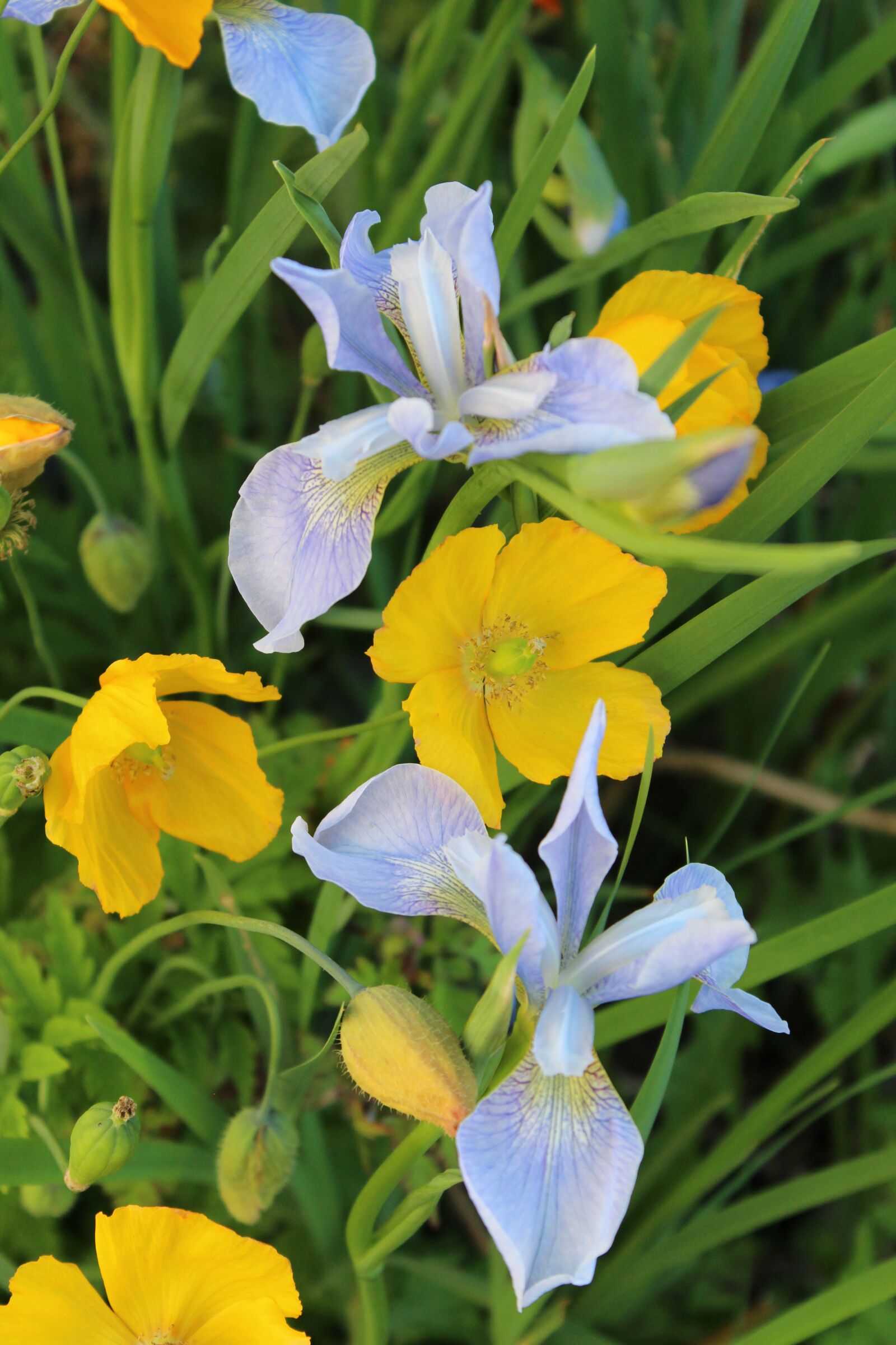 Canon EOS 1200D (EOS Rebel T5 / EOS Kiss X70 / EOS Hi) sample photo. Iris, bloom, petals photography