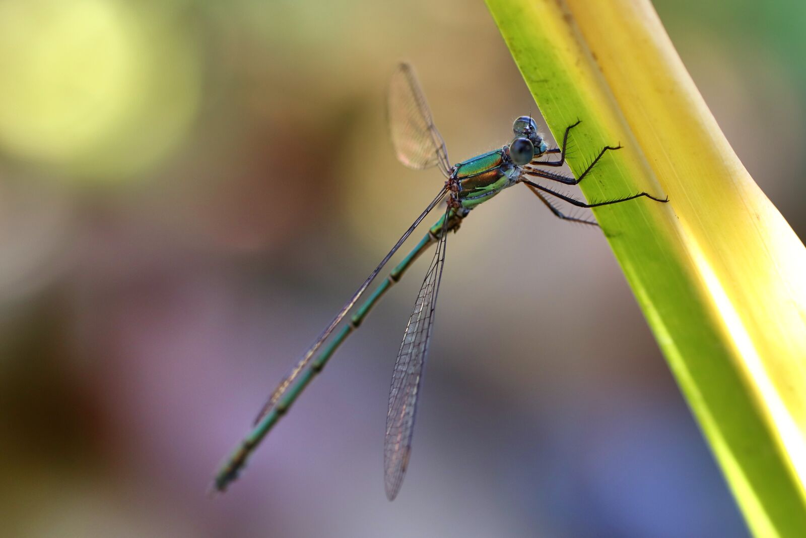 Tamron SP 90mm F2.8 Di VC USD 1:1 Macro sample photo