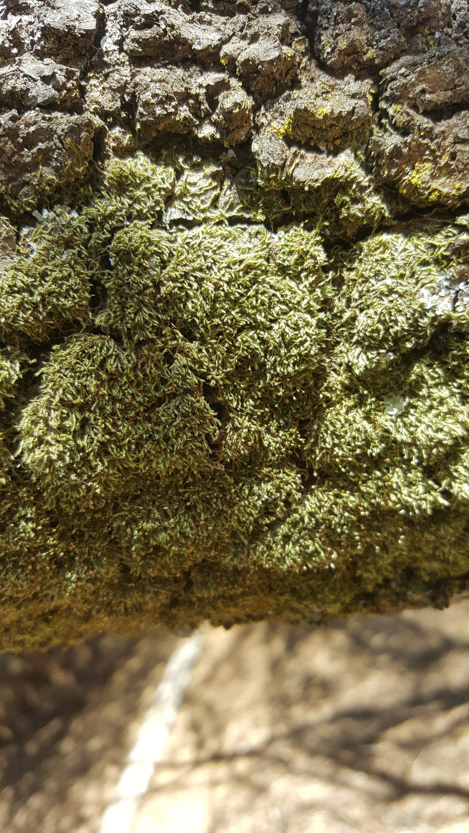 Samsung Galaxy Note5 sample photo. Bark, green, moss, plants photography