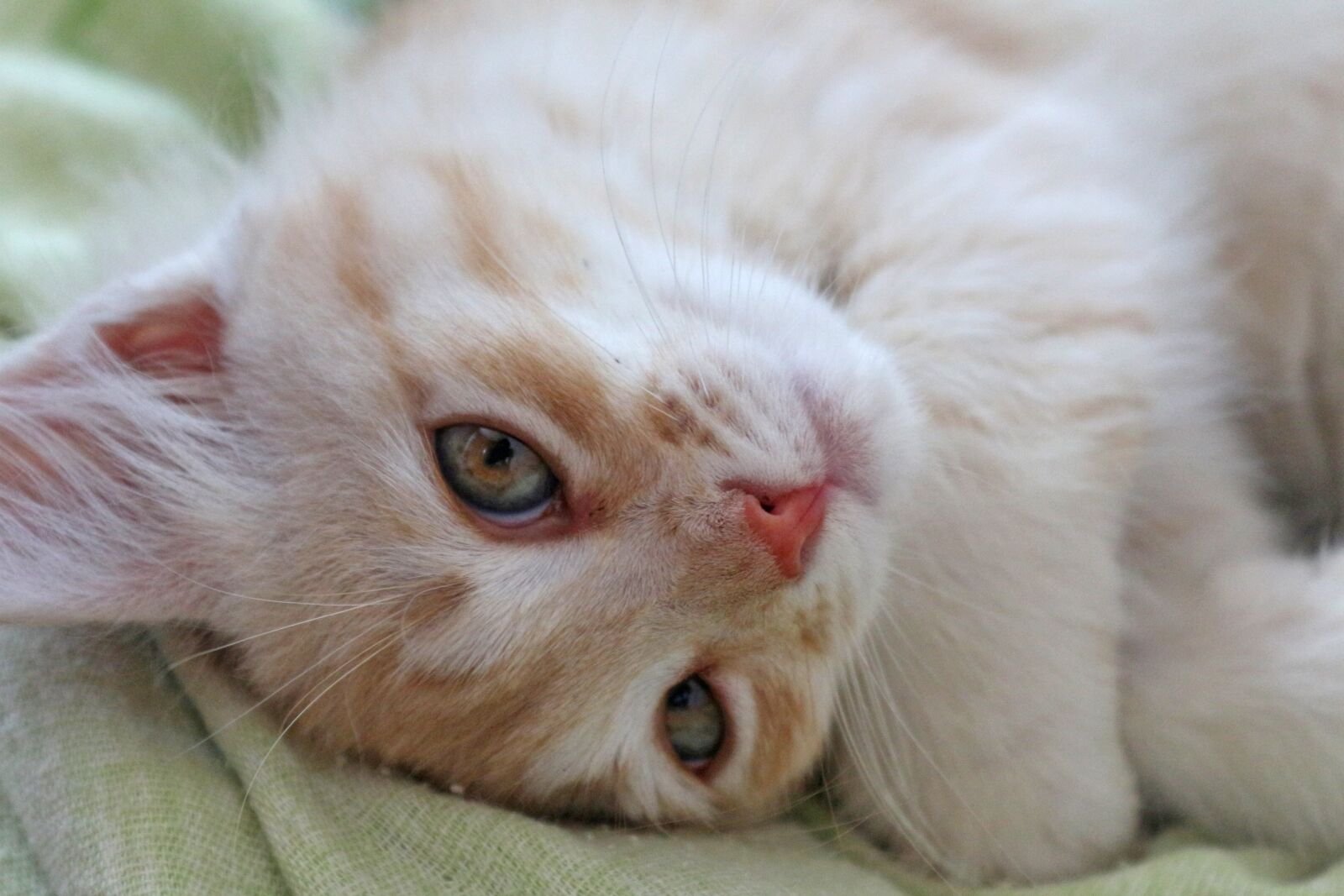 Canon EOS 650D (EOS Rebel T4i / EOS Kiss X6i) sample photo. Kitten, housecat, cat photography