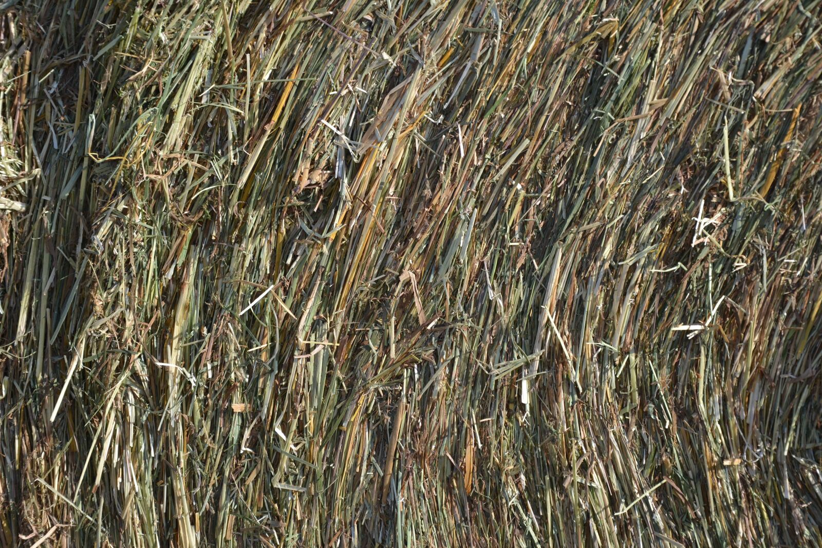 Nikon D3100 sample photo. Hay, roller, nature photography