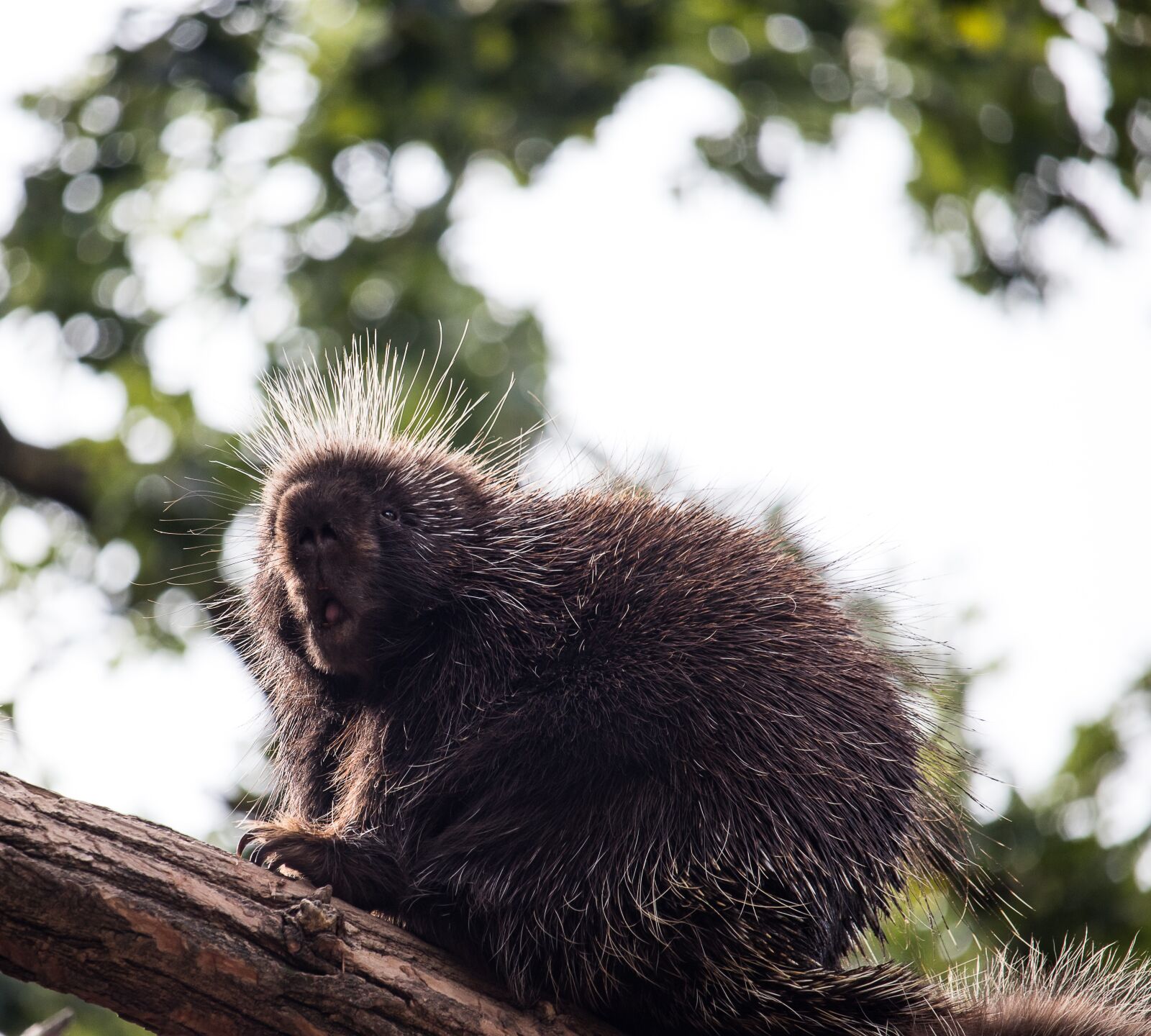 Canon EF-S 55-250mm F4-5.6 IS STM sample photo. Porcupines, mammal, animal photography