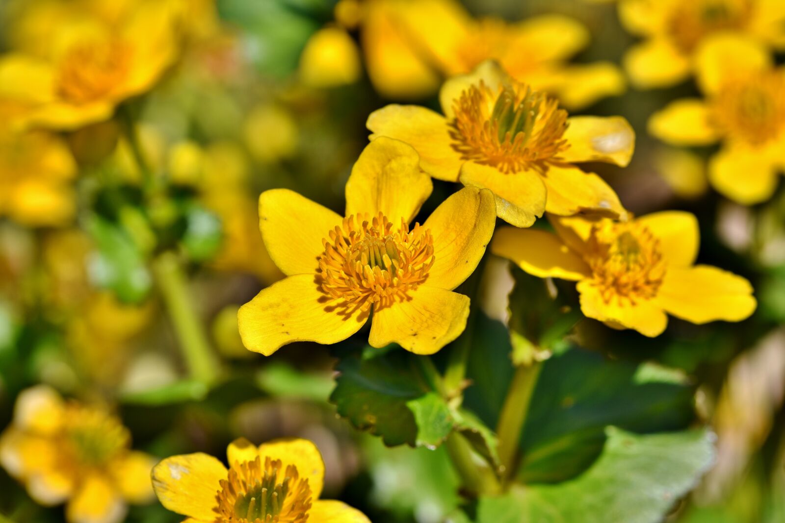 Nikon D7200 sample photo. Woolly sunflower, eriophyllum, basket photography