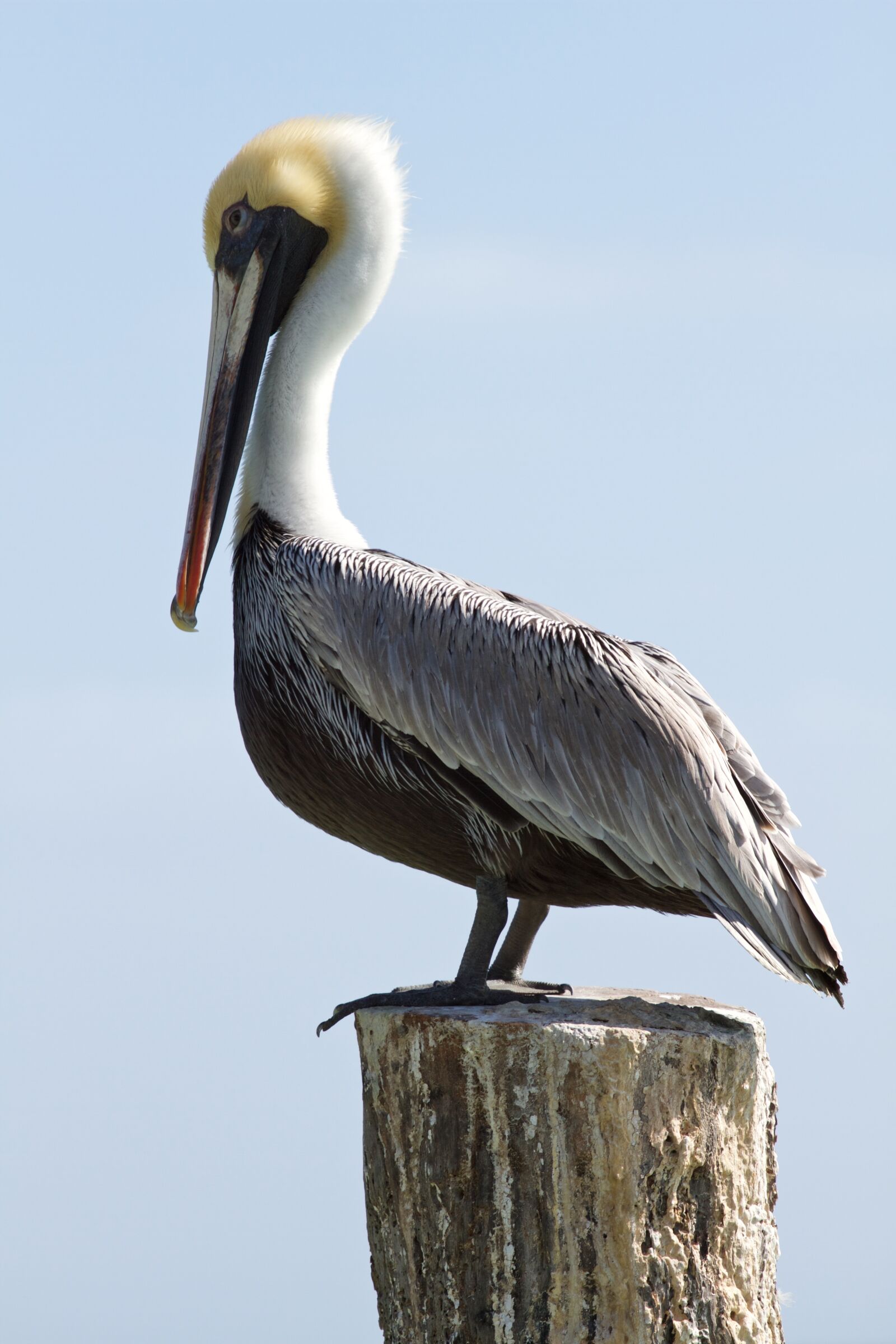 Canon EOS 7D sample photo. Bird, wildlife, nature photography