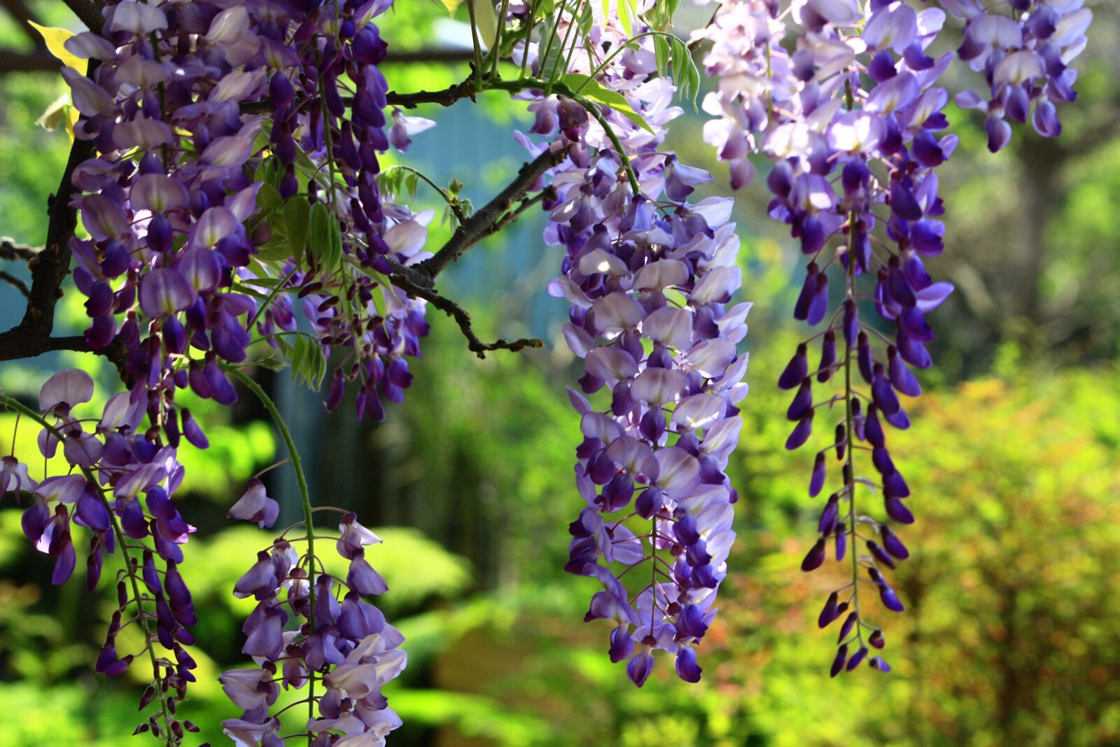 Canon EOS 450D (EOS Rebel XSi / EOS Kiss X2) sample photo. Wisteria, string, summer photography