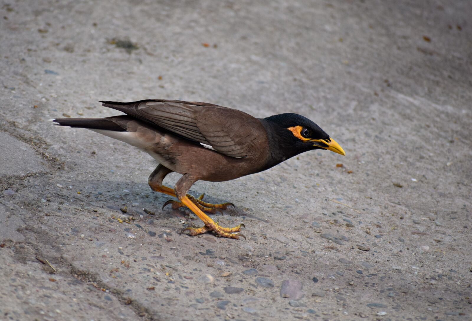 Nikon D3300 sample photo. Bird, maina, nature photography
