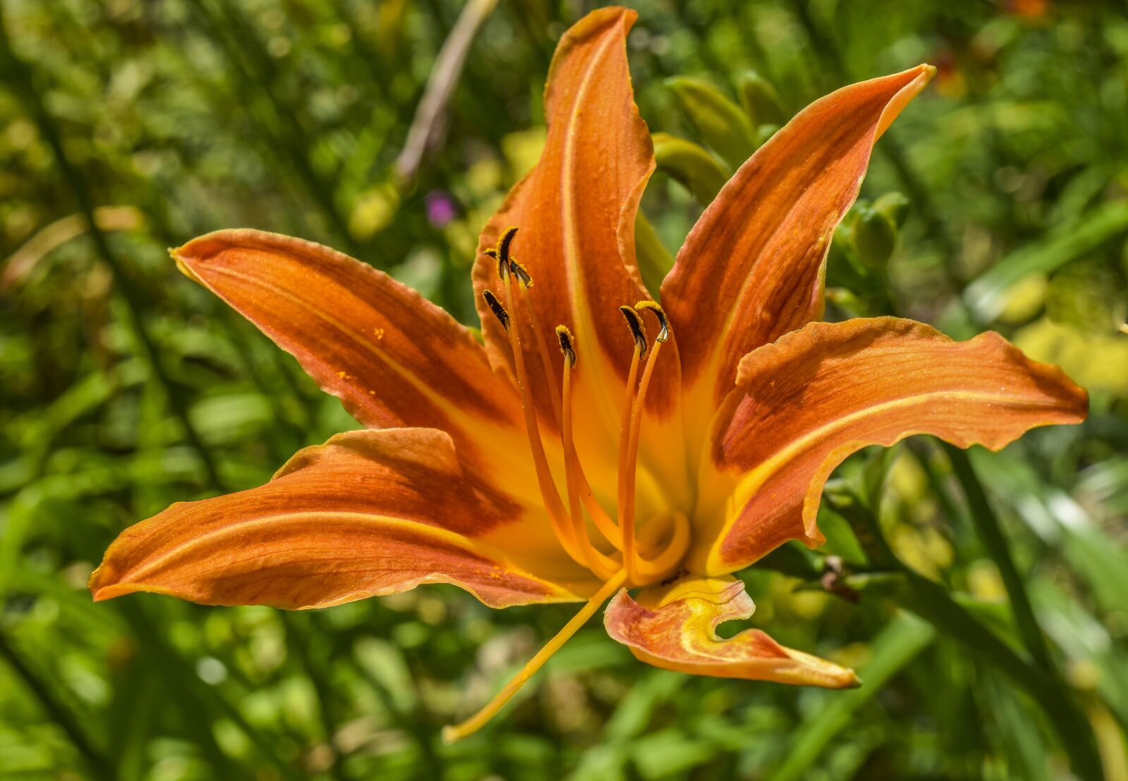 Nikon D3300 sample photo. Flowers, lily, nature photography