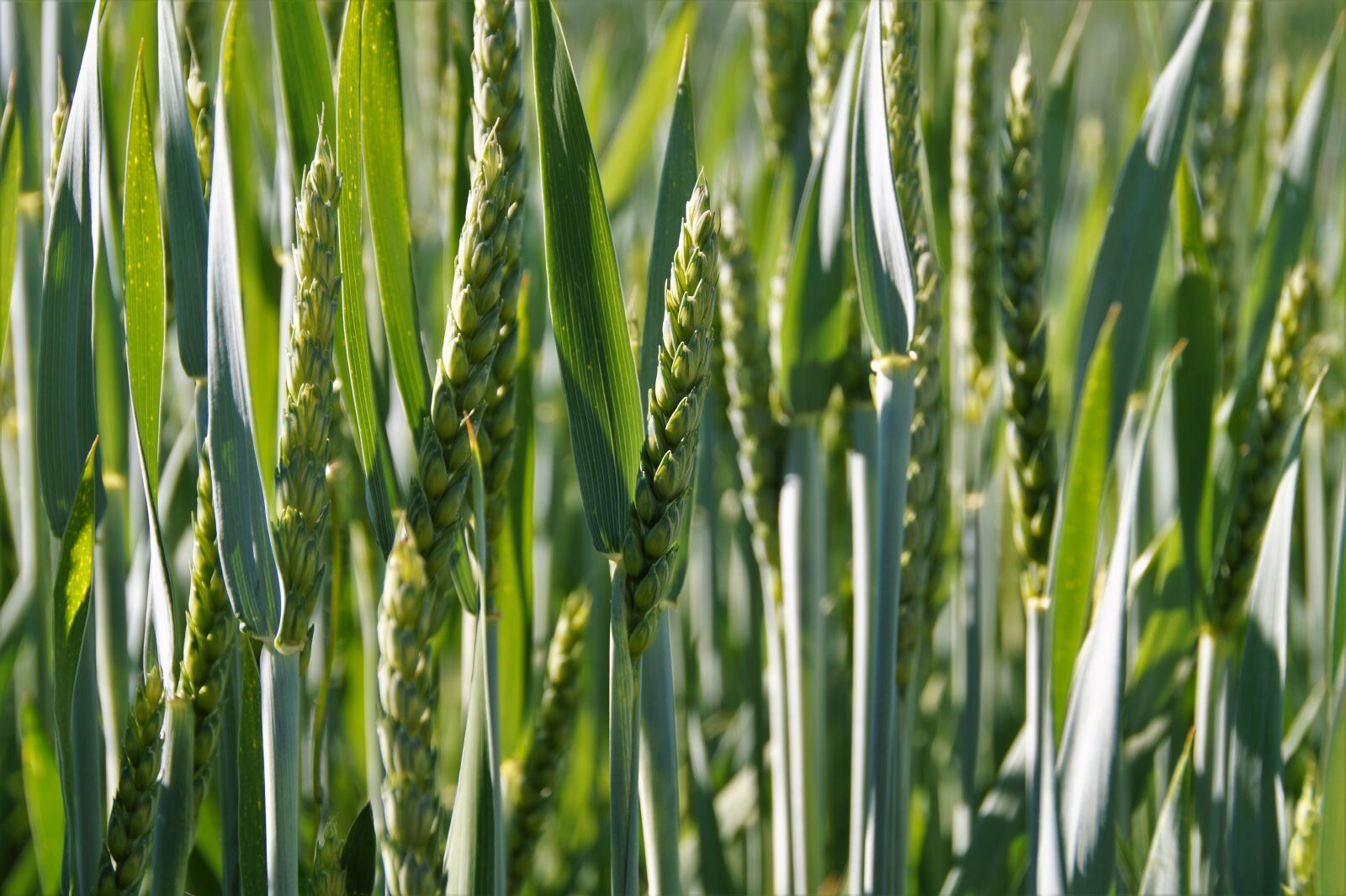 Sony SLT-A58 sample photo. Grain, green, wheat photography