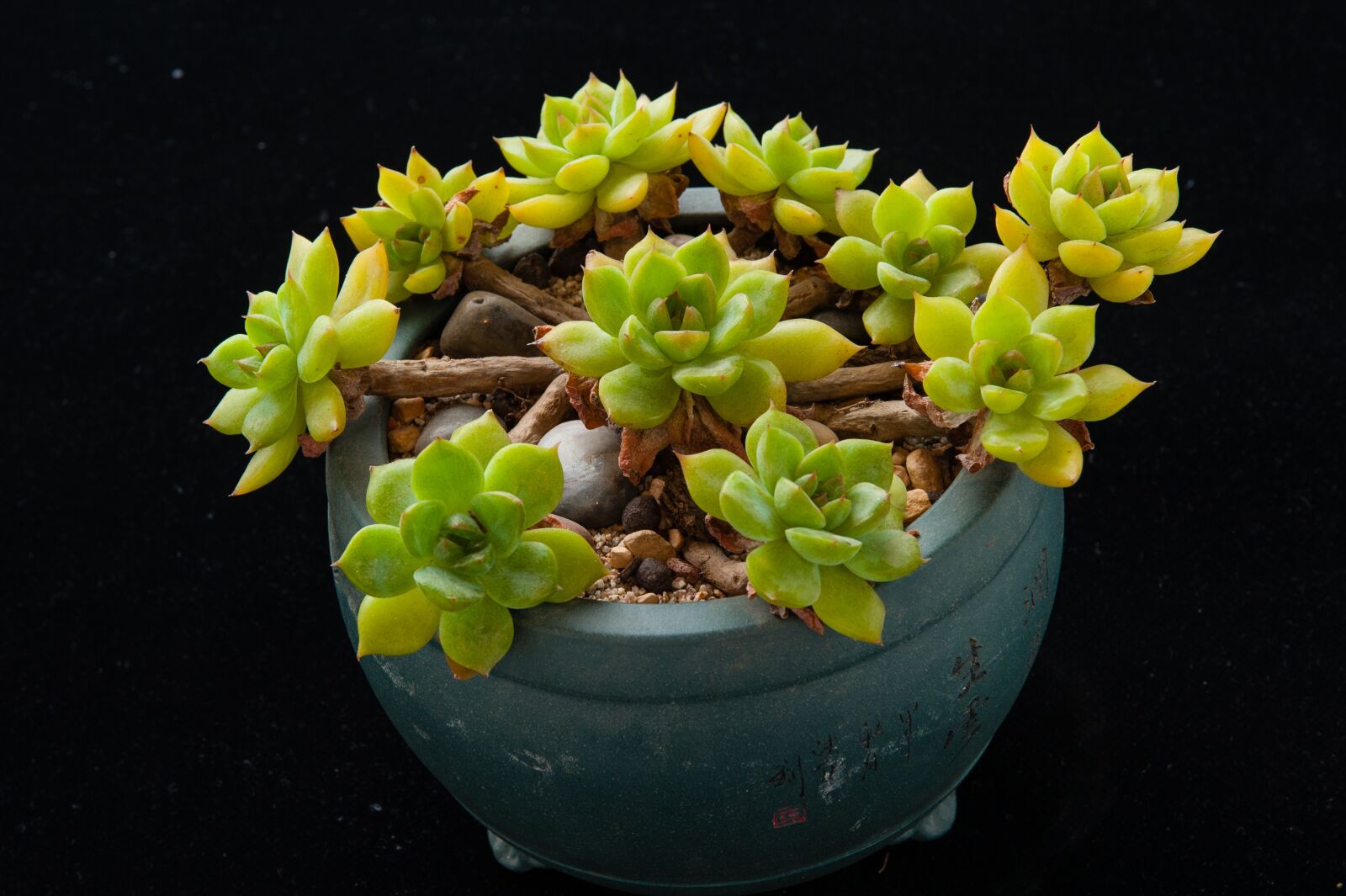 Nikon D700 sample photo. The fleshy, plant, gardening photography