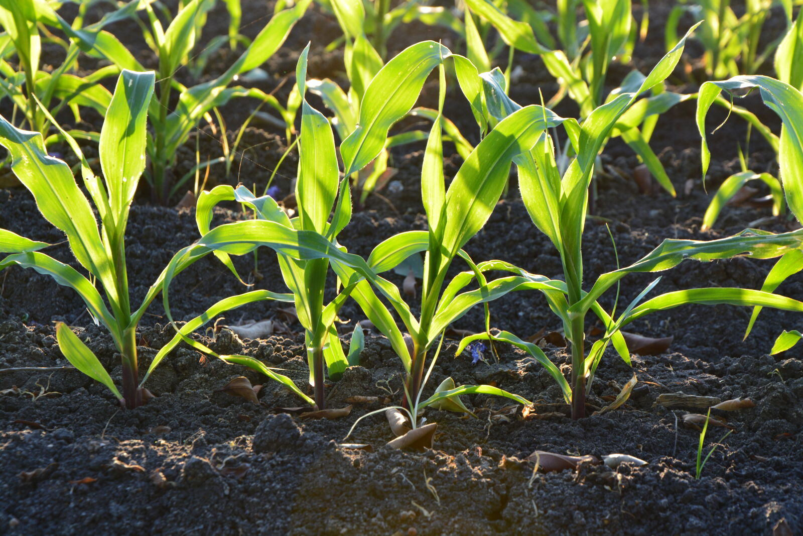 Nikon D5200 sample photo. Corn photography
