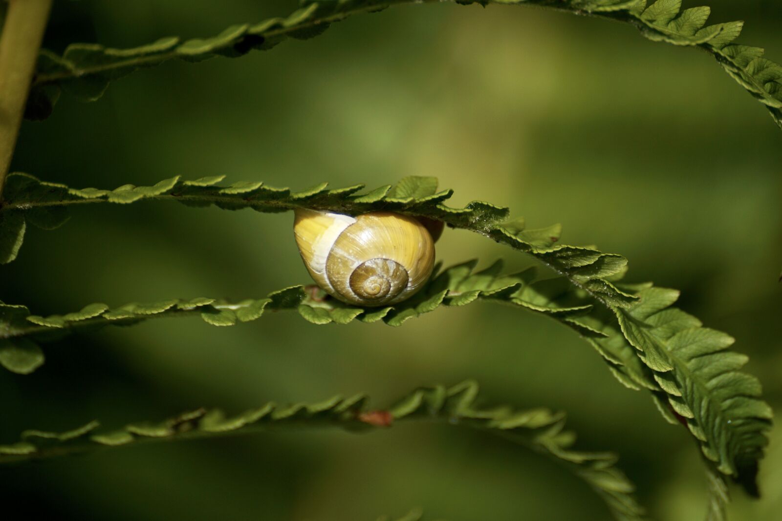 Sony DT 55-300mm F4.5-5.6 SAM sample photo. Snails, reptiles, mollusk photography