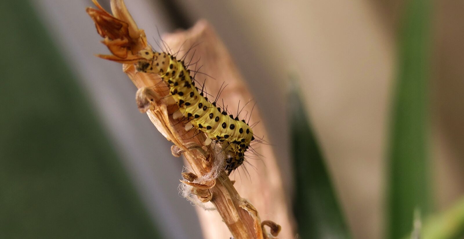 Canon PowerShot SX50 HS sample photo. Insect, wild life, nature photography