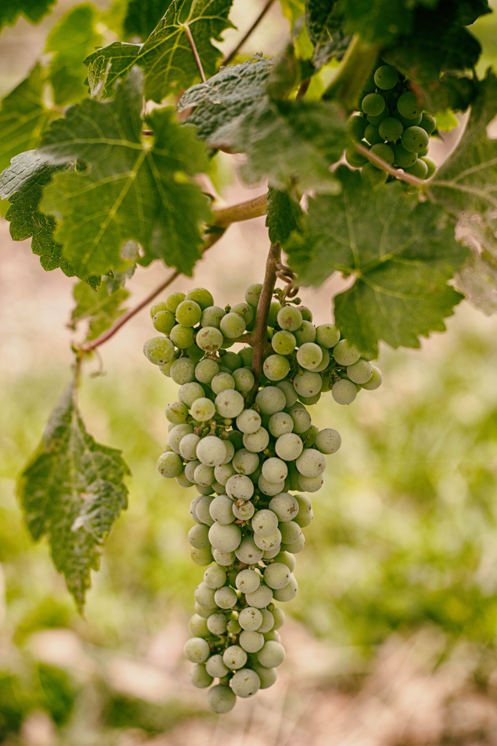 Canon EOS 70D + Canon EF 50mm F1.4 USM sample photo. Wine, melbourne, yarra, valley photography