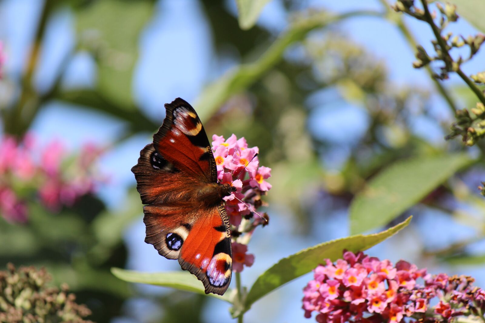 Canon EF-S 55-250mm F4-5.6 IS II sample photo. Nature, butterfly, animal photography