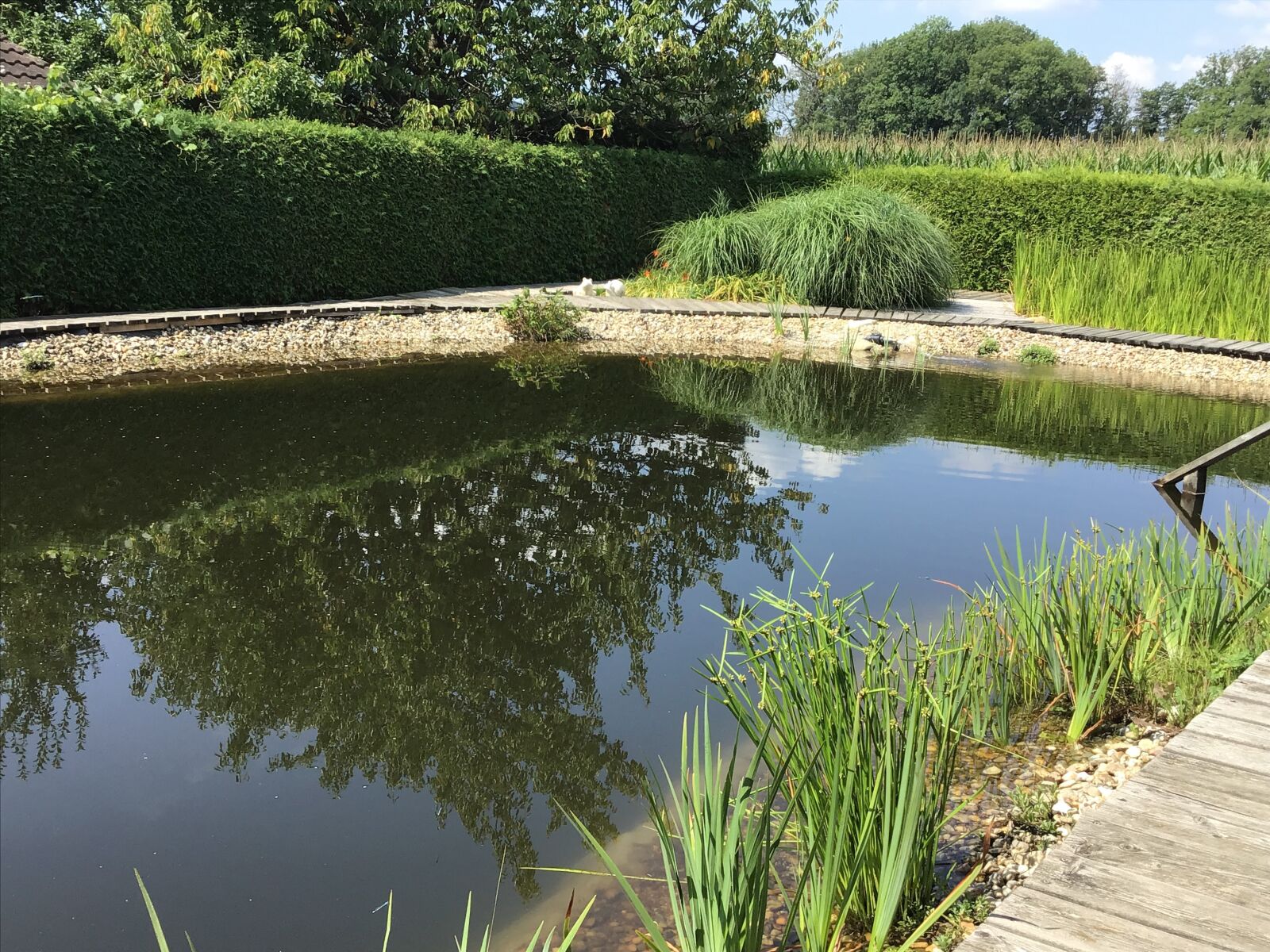Apple iPad (6th generation) sample photo. Swimming pond, pond, water photography