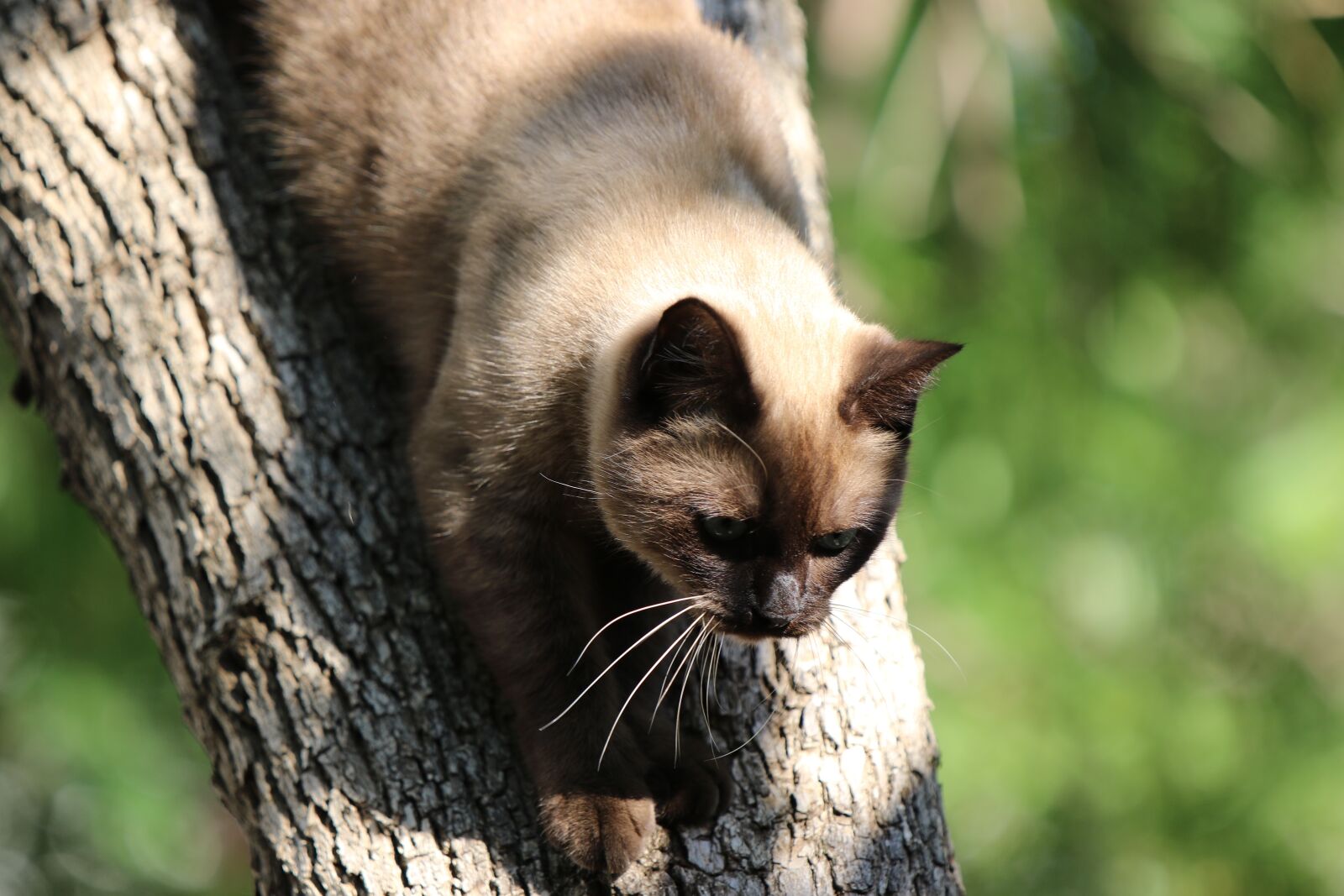 Canon EOS 7D Mark II sample photo. Cat, siamese, tree photography