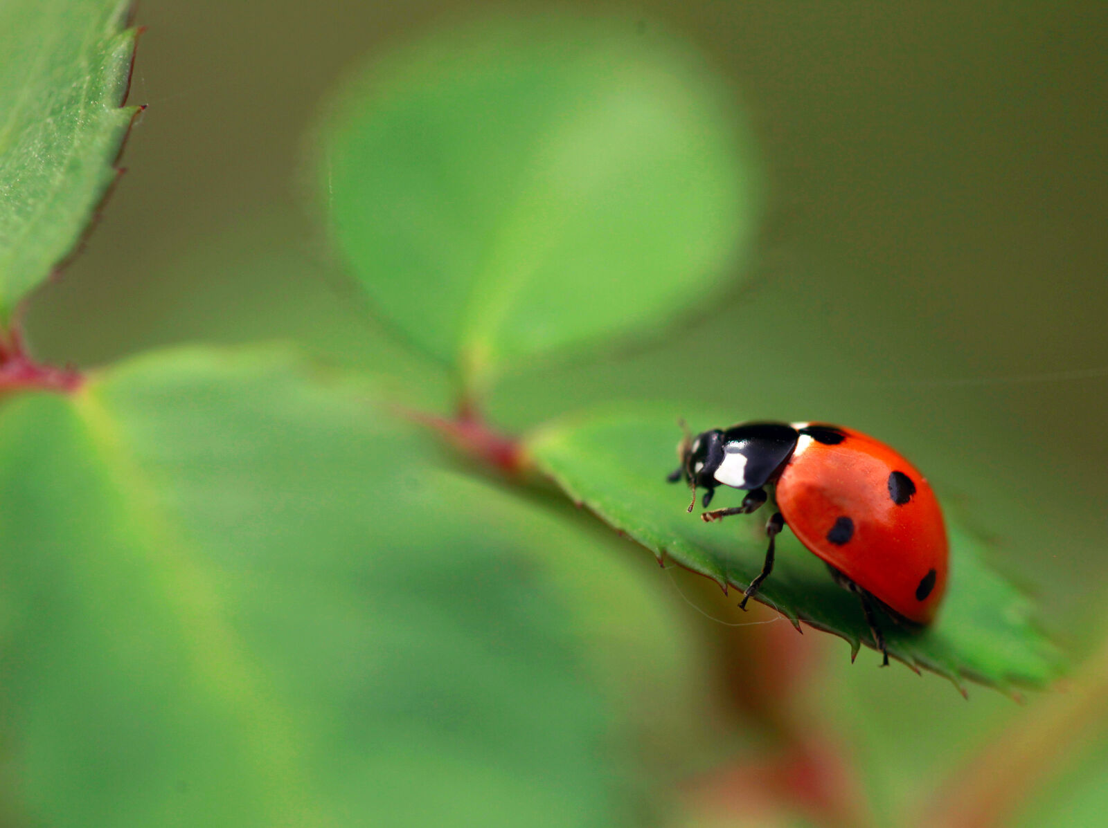 Canon EOS 5D Mark II sample photo