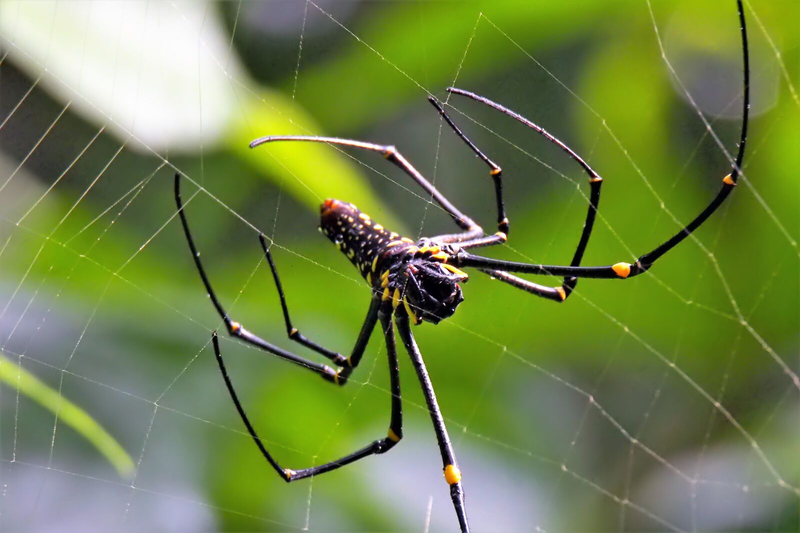 Olympus OM-D E-M1 sample photo. Insect, natural, nature photography