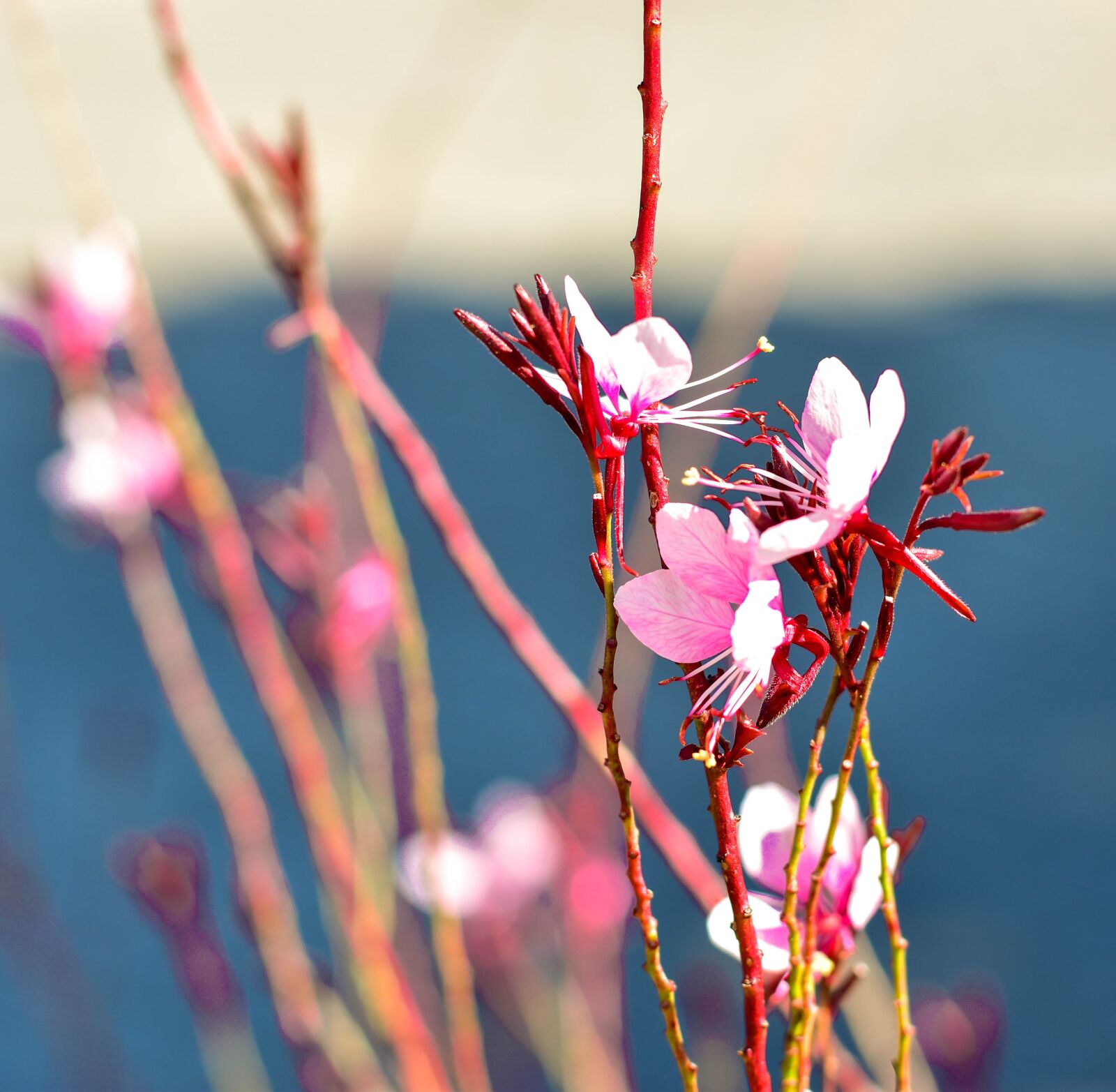 Nikon D5500 sample photo. Flowers, bloom, pink gaura photography
