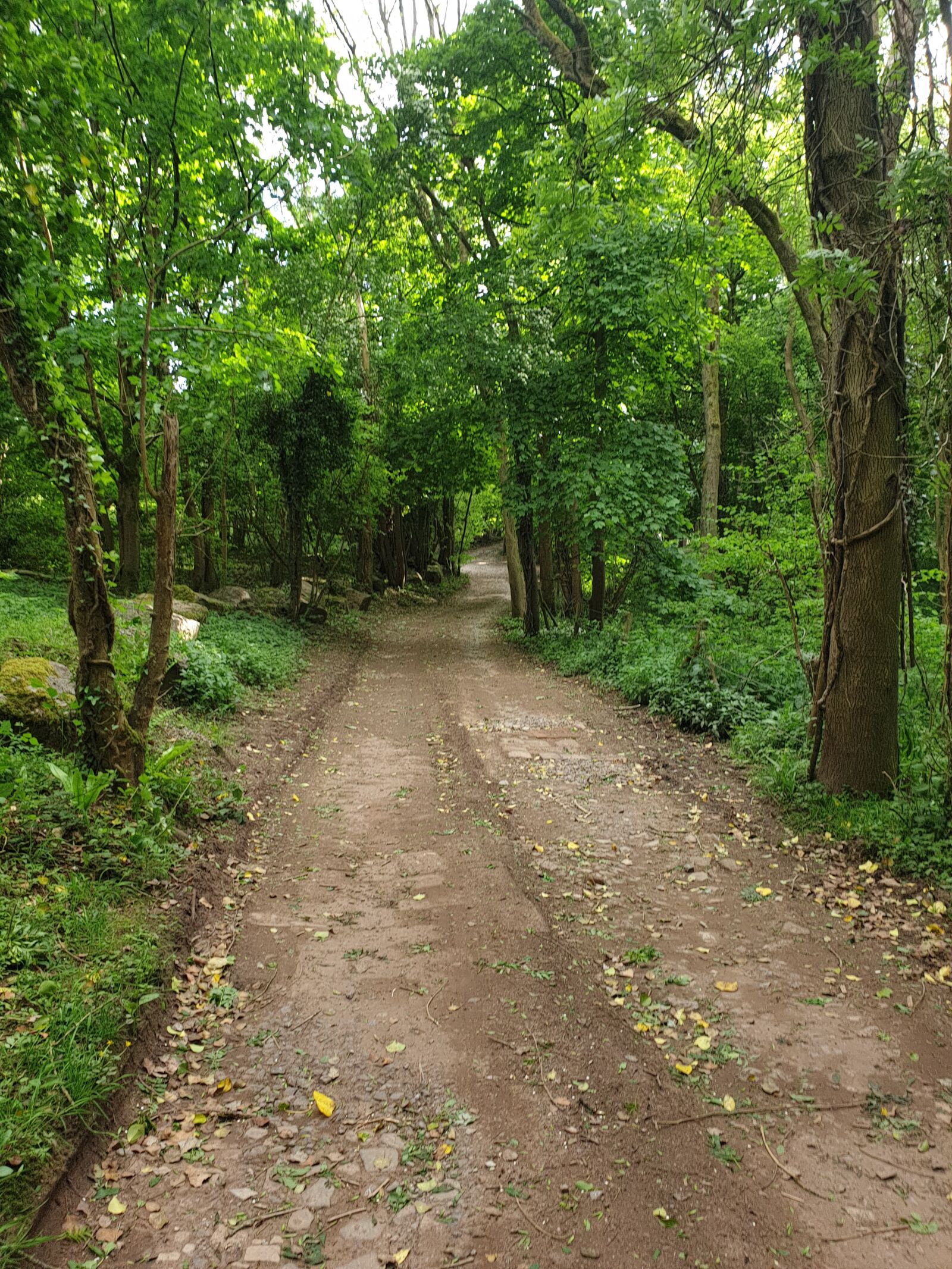 Samsung Galaxy S9+ sample photo. Forest, countryside, path photography