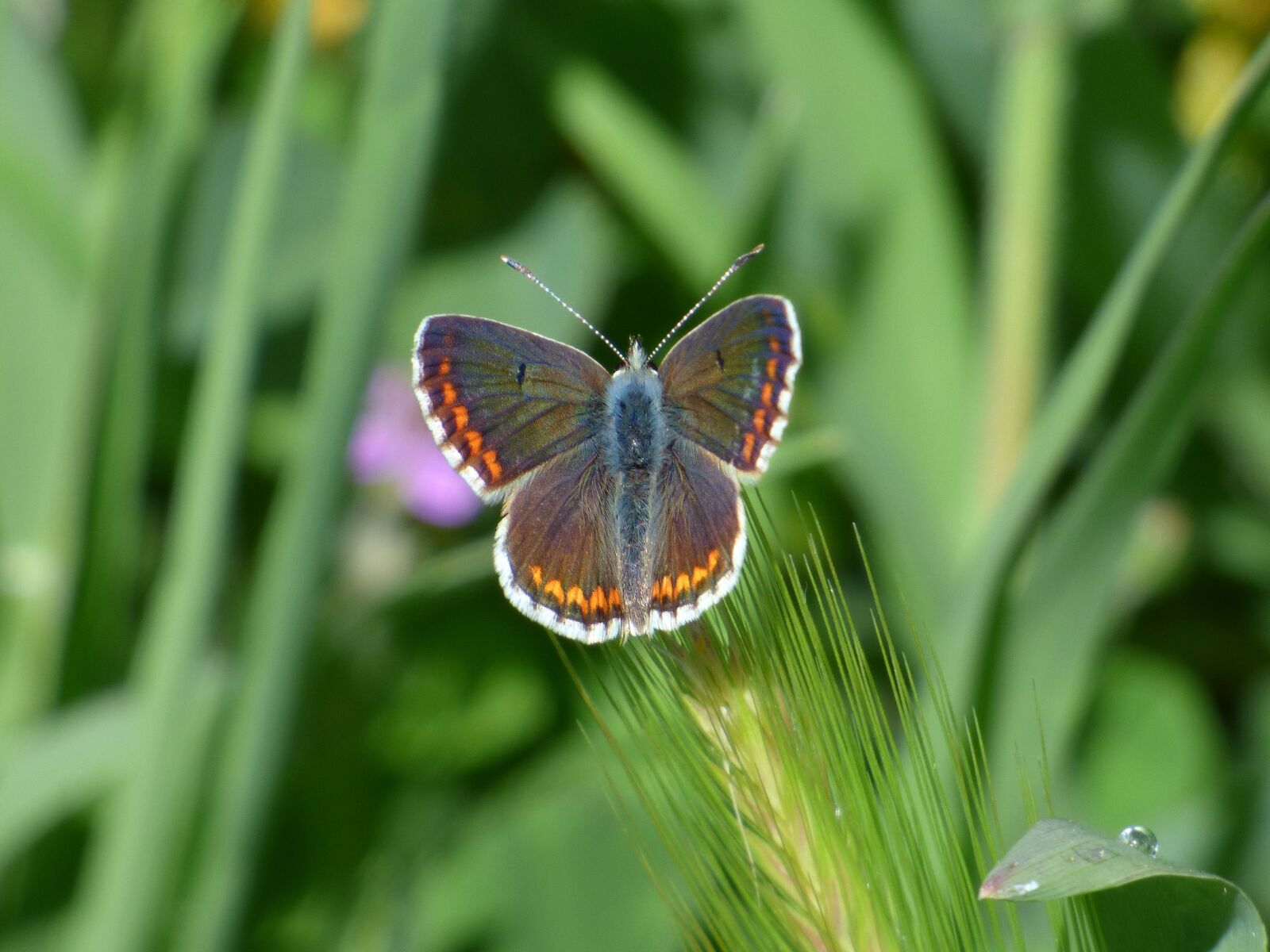 Panasonic Lumix DMC-FZ70 sample photo. Butterfly, aricia cramera, brunette photography