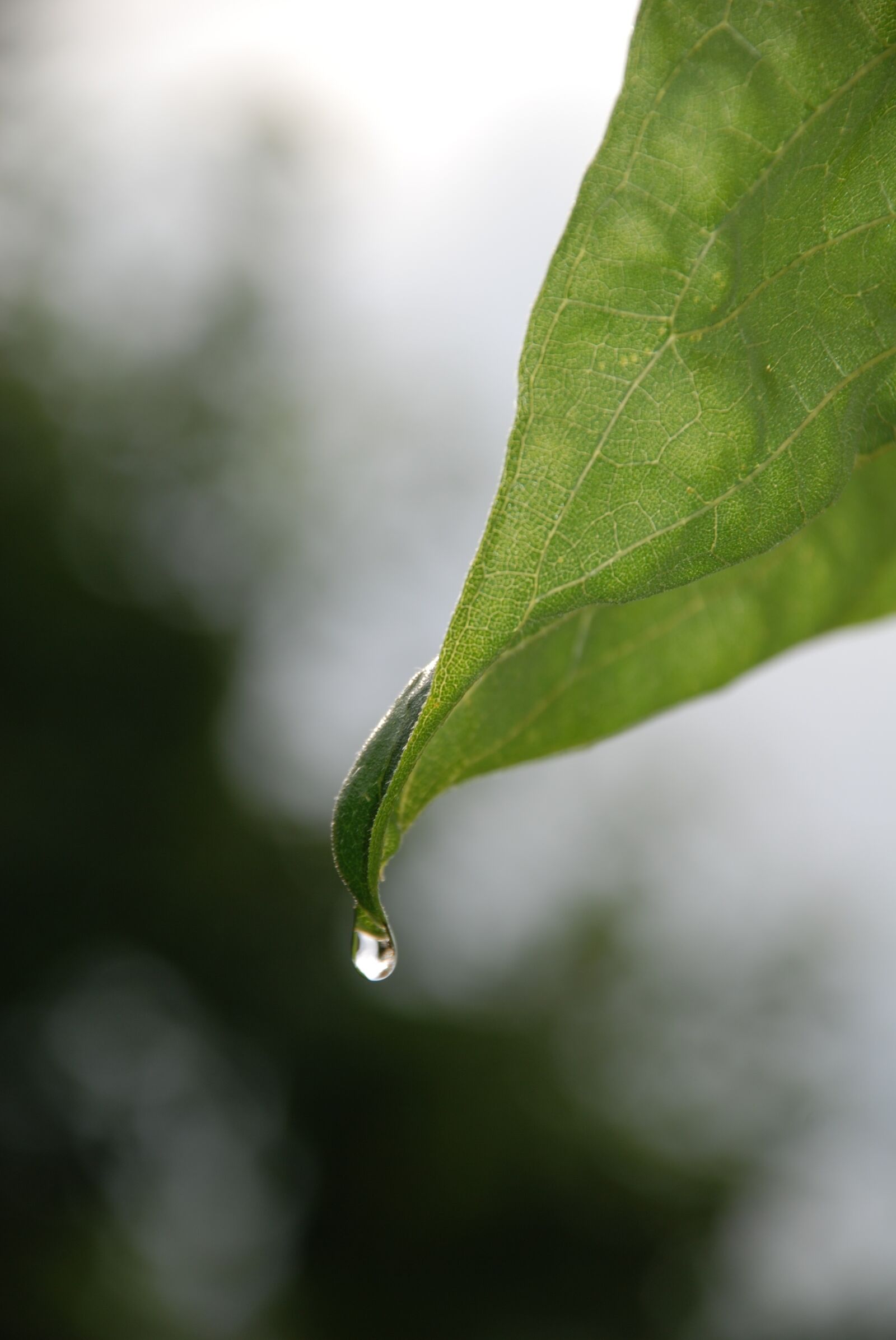 Nikon D80 sample photo. Leaf, plant, water drops photography