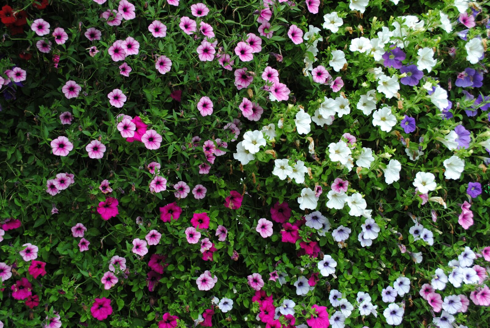 Nikon D3000 sample photo. Flowers, plant, petunia photography