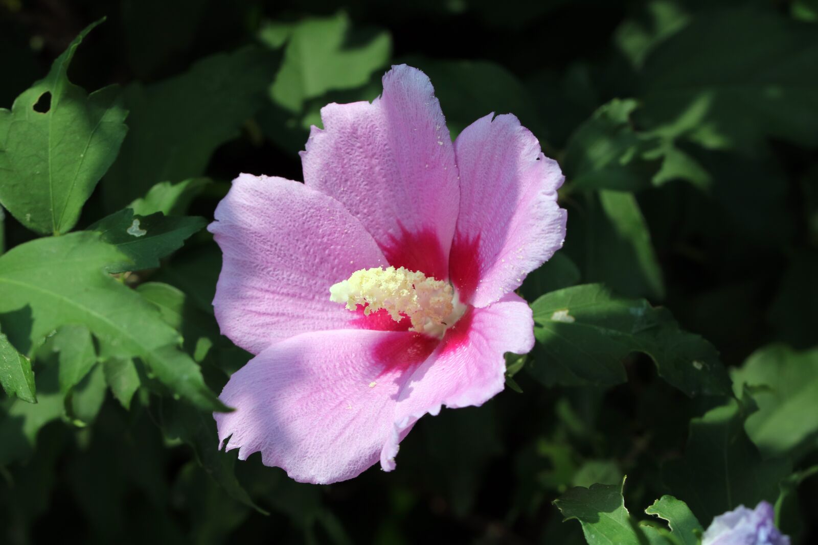 Canon EOS 750D (EOS Rebel T6i / EOS Kiss X8i) sample photo. Rose of sharon, korea photography