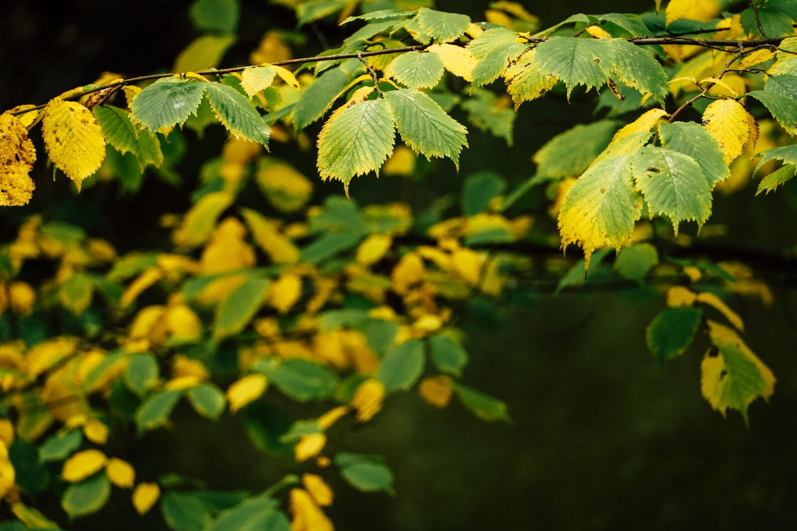 Canon EOS R sample photo. Leaves, foliage, tree photography