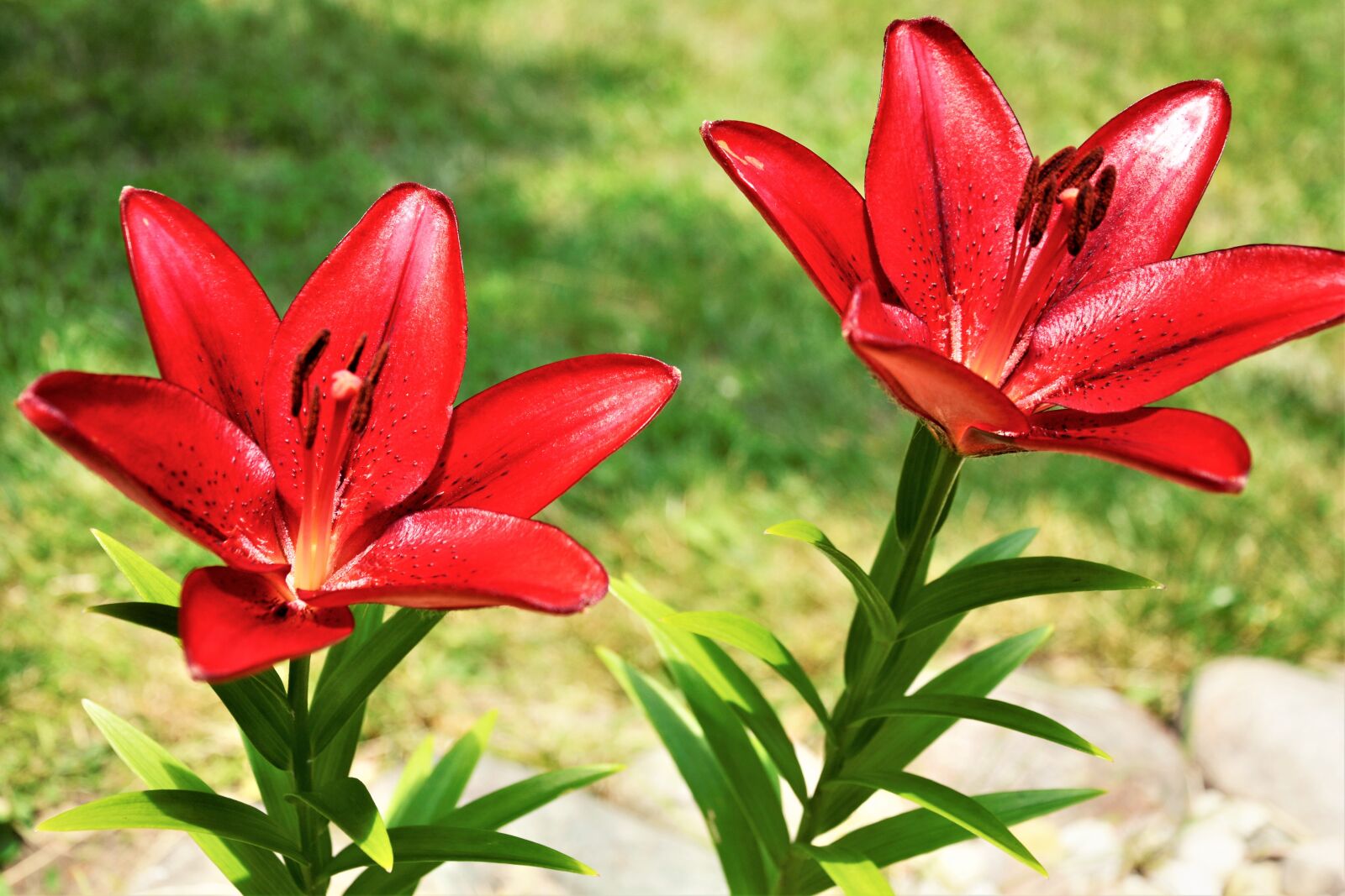 Nikon D7100 sample photo. Flowers, lily flowers, bright photography