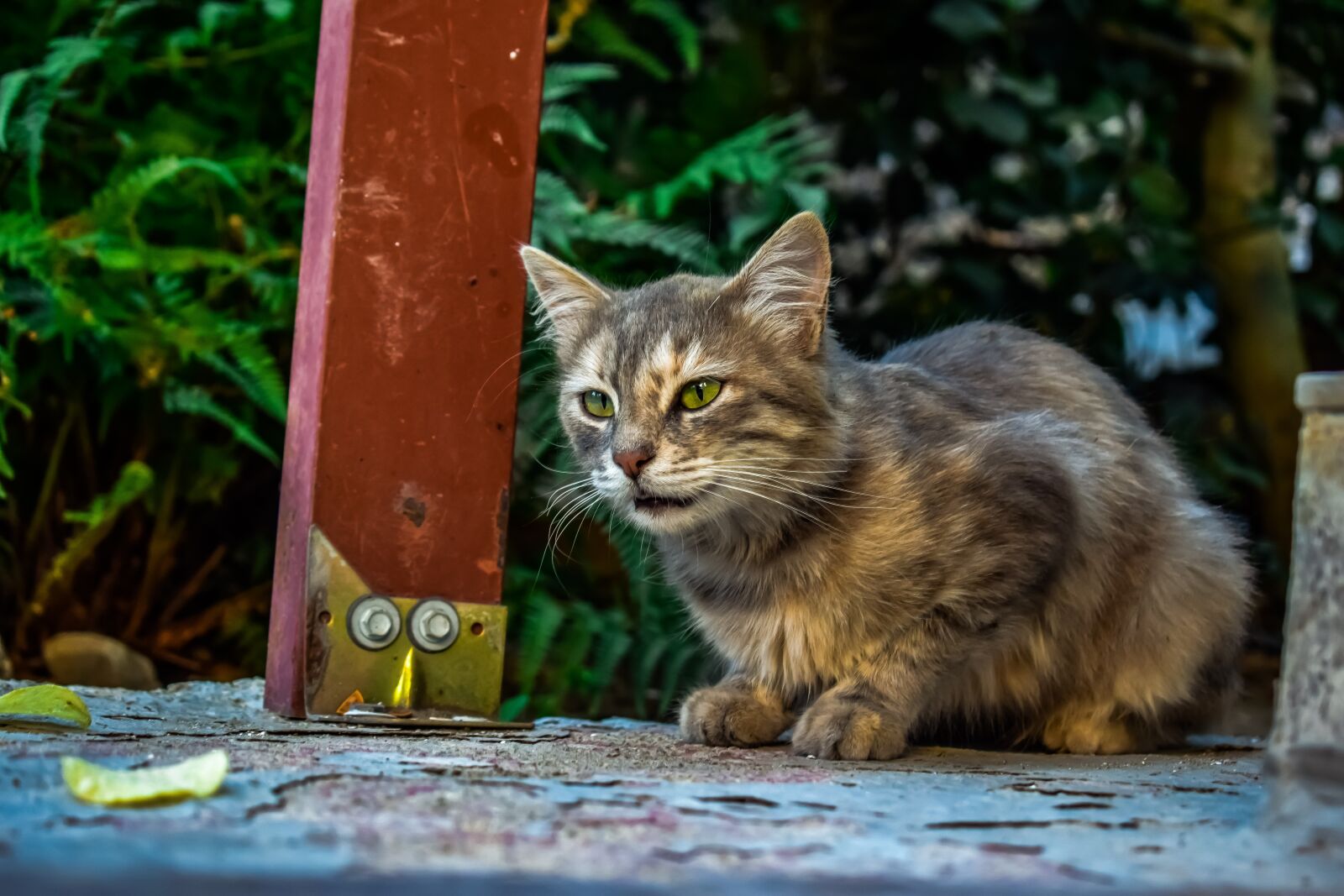 Nikon D3300 sample photo. Cat, stray, animal photography