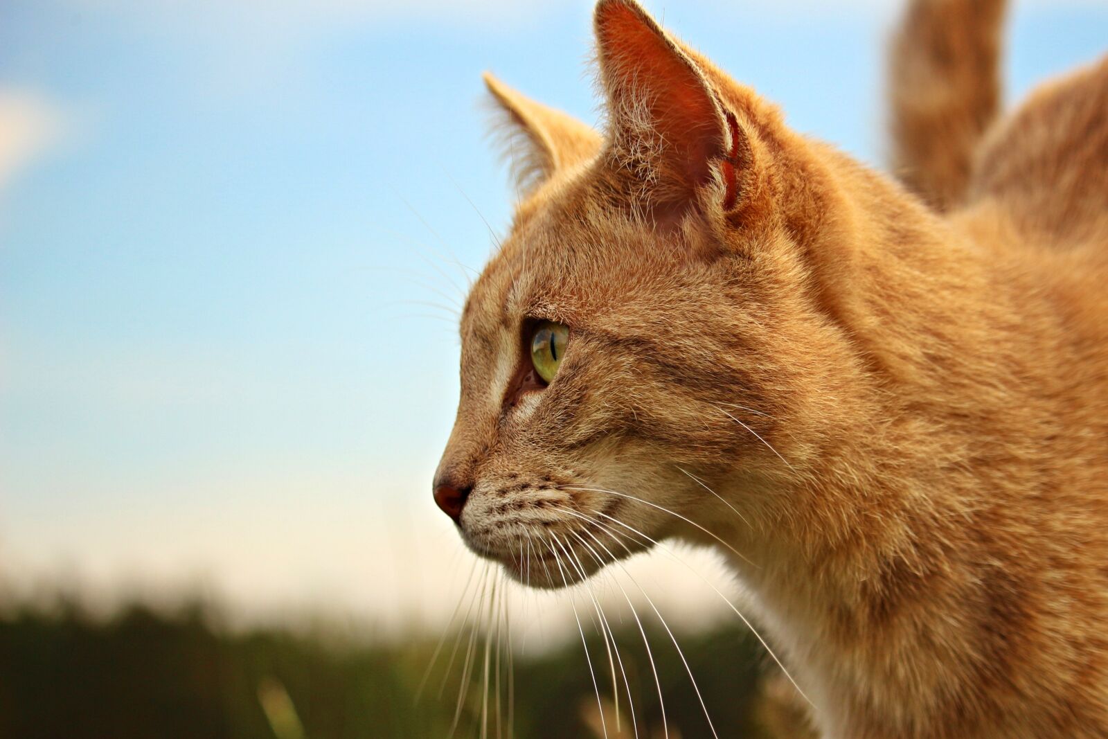 Canon EOS 100D (EOS Rebel SL1 / EOS Kiss X7) sample photo. Cat, mieze, tiger cat photography