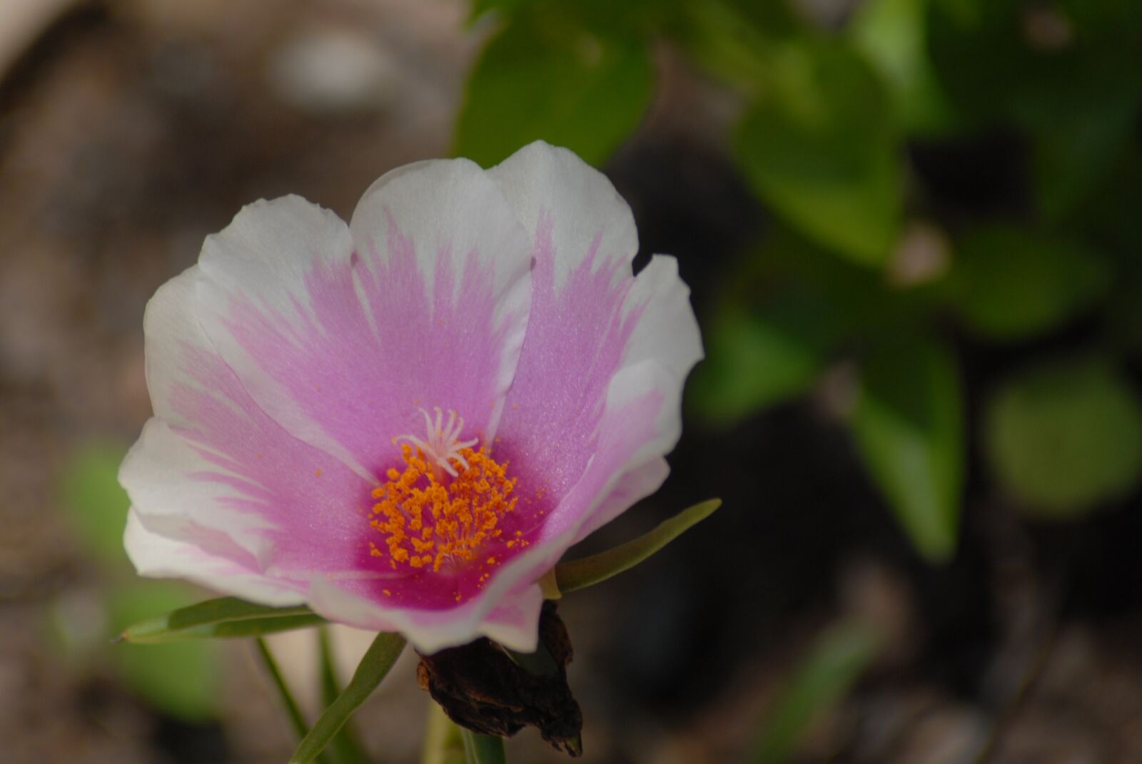 Nikon D200 sample photo. Wild, flora, plants photography