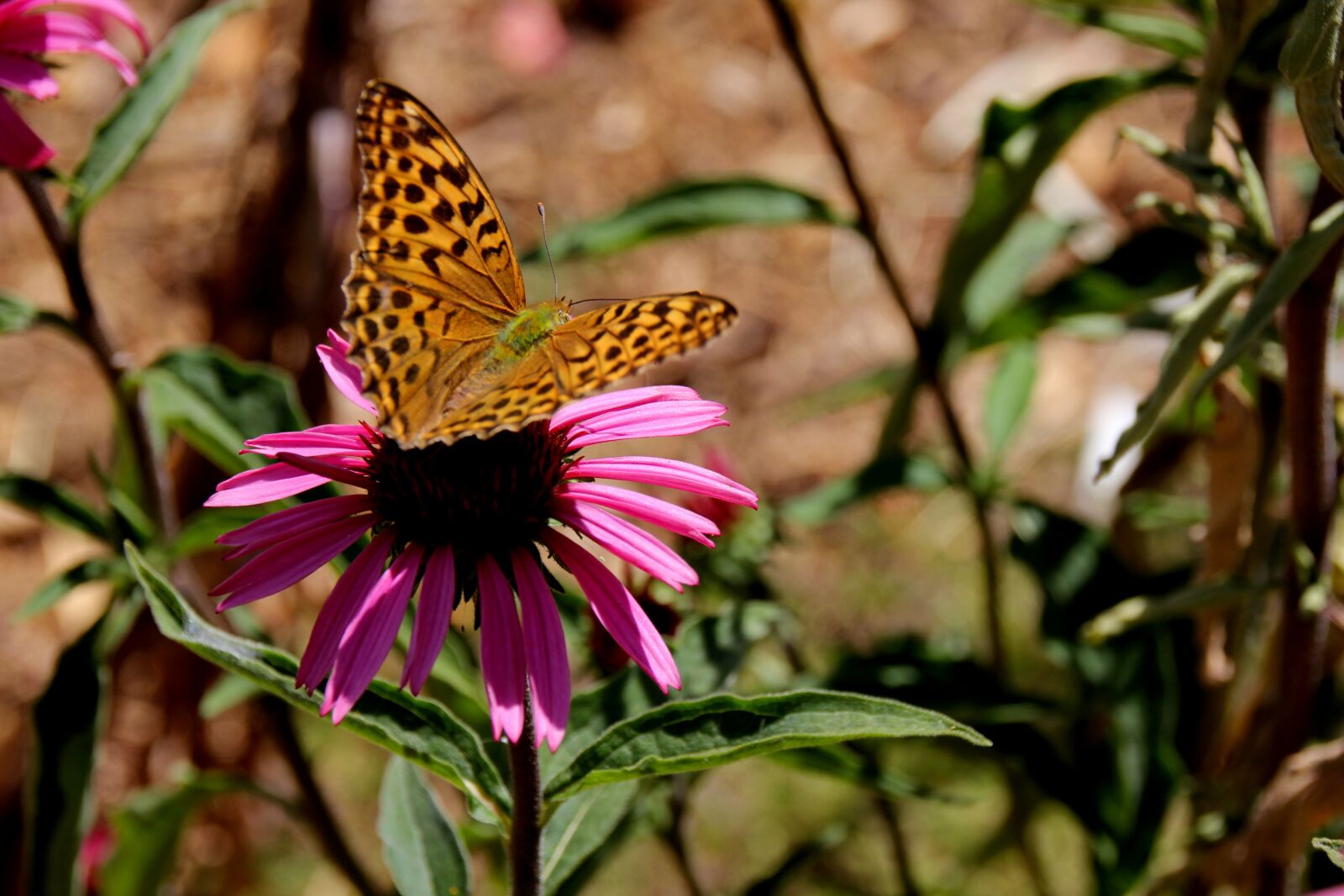 Canon EOS 60D sample photo. Butterfly, fritillary, nature photography