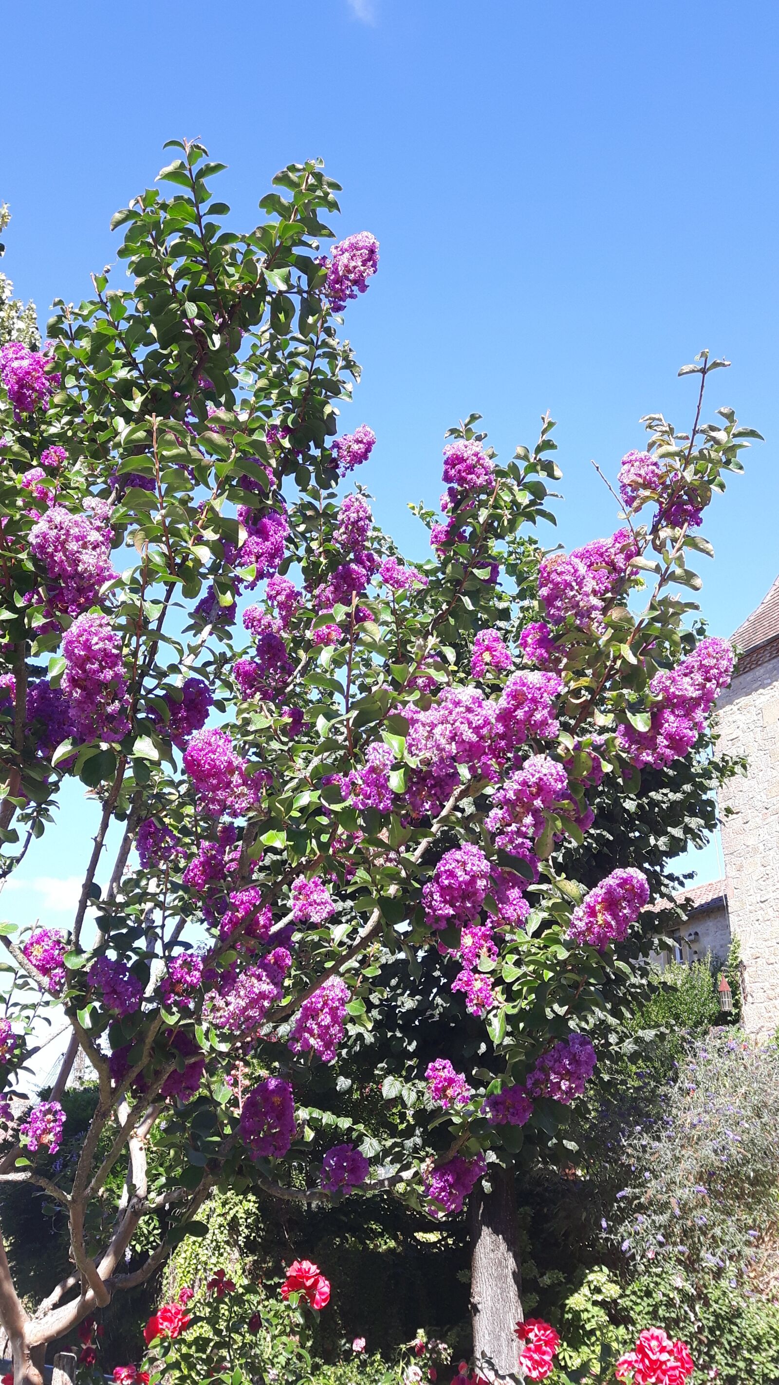 Samsung Galaxy S5 Neo sample photo. Butterfly bush, holiday, france photography