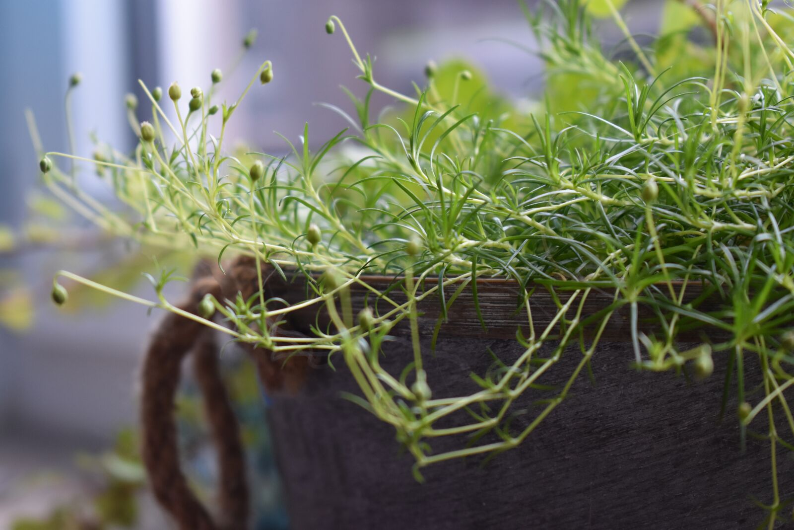 Nikon D3400 sample photo. Plant, green, nature photography