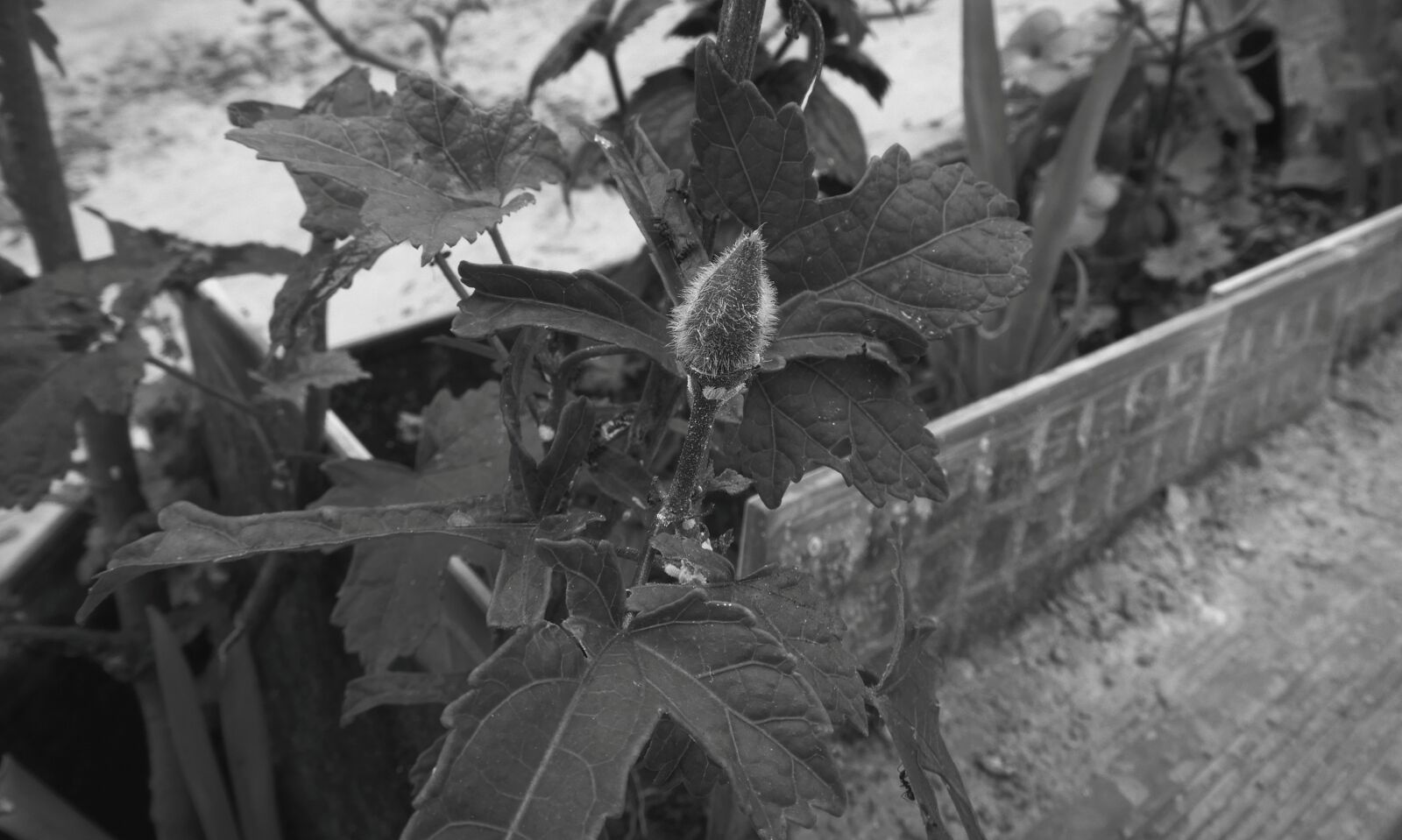 Nikon Coolpix B700 sample photo. Black and white, garden photography