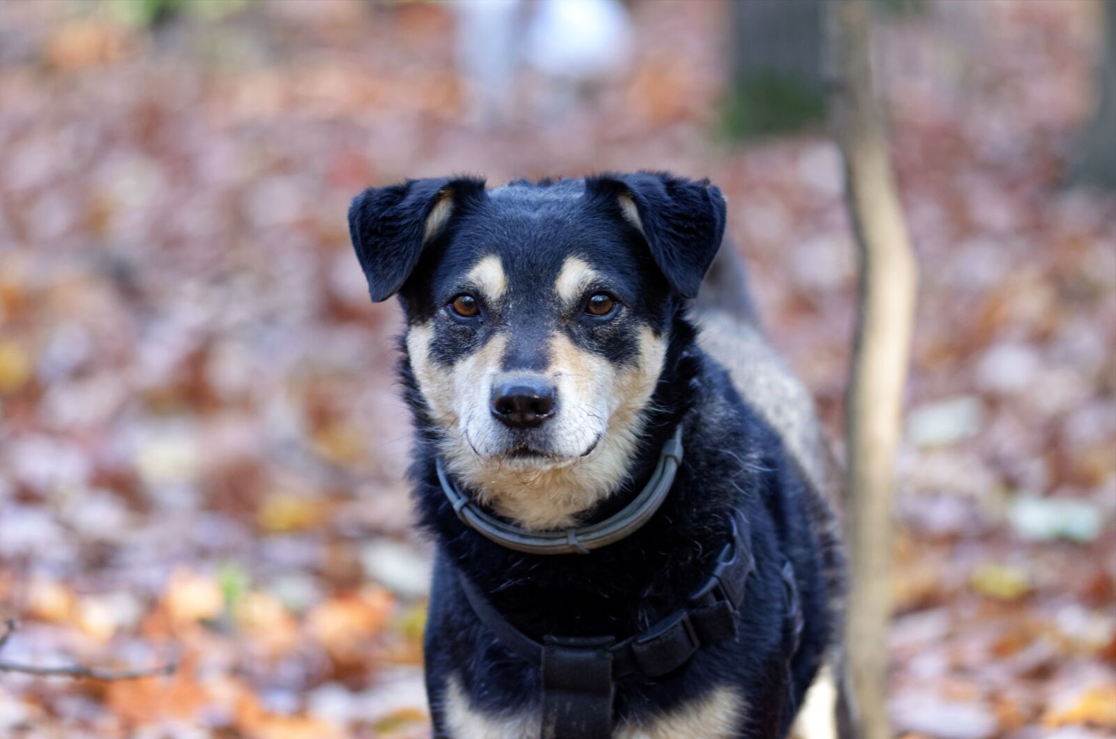 Nikon D5100 sample photo. Dog, pet, canine photography