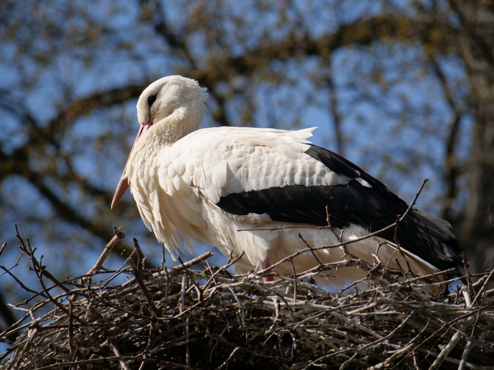 Panasonic Lumix DC-GH5 sample photo. Stork, nest, young photography