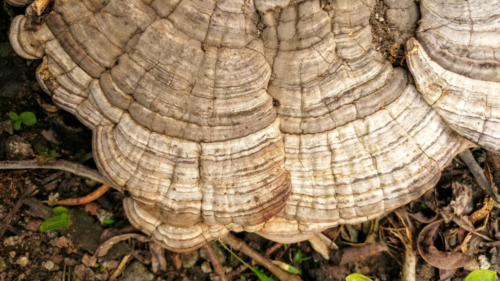 LG G5 sample photo. Ganoderma, mushroom, fungus photography