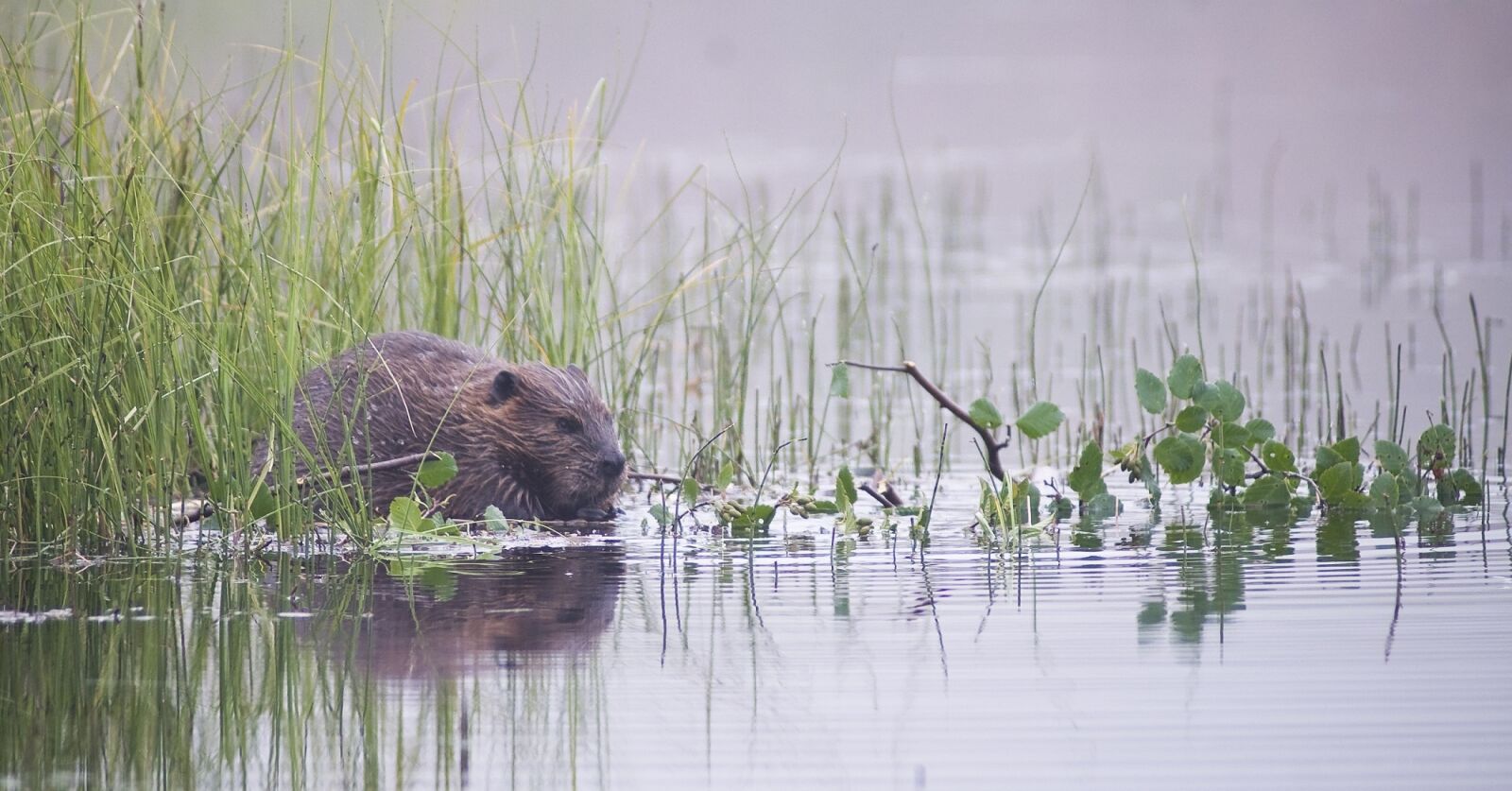 Nikon D300 sample photo. Beaver, rodent, animal photography