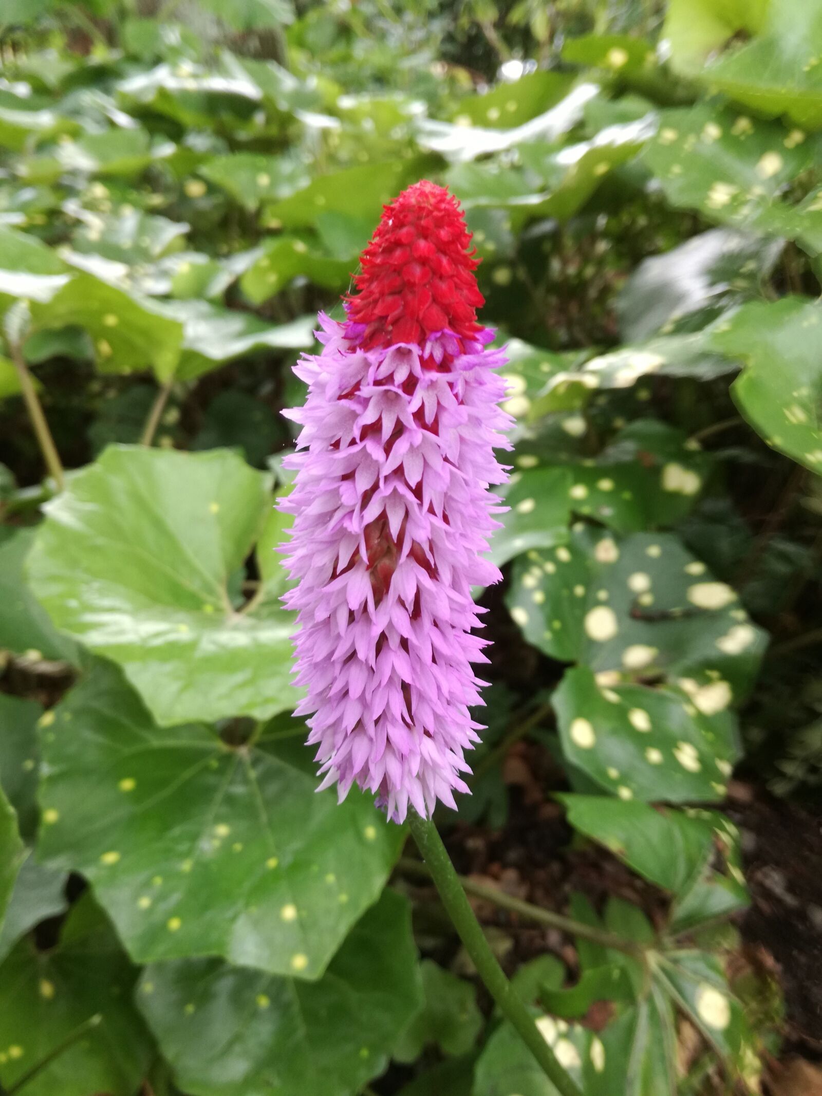 HUAWEI P9 LITE sample photo. Summer, flowers, garden photography