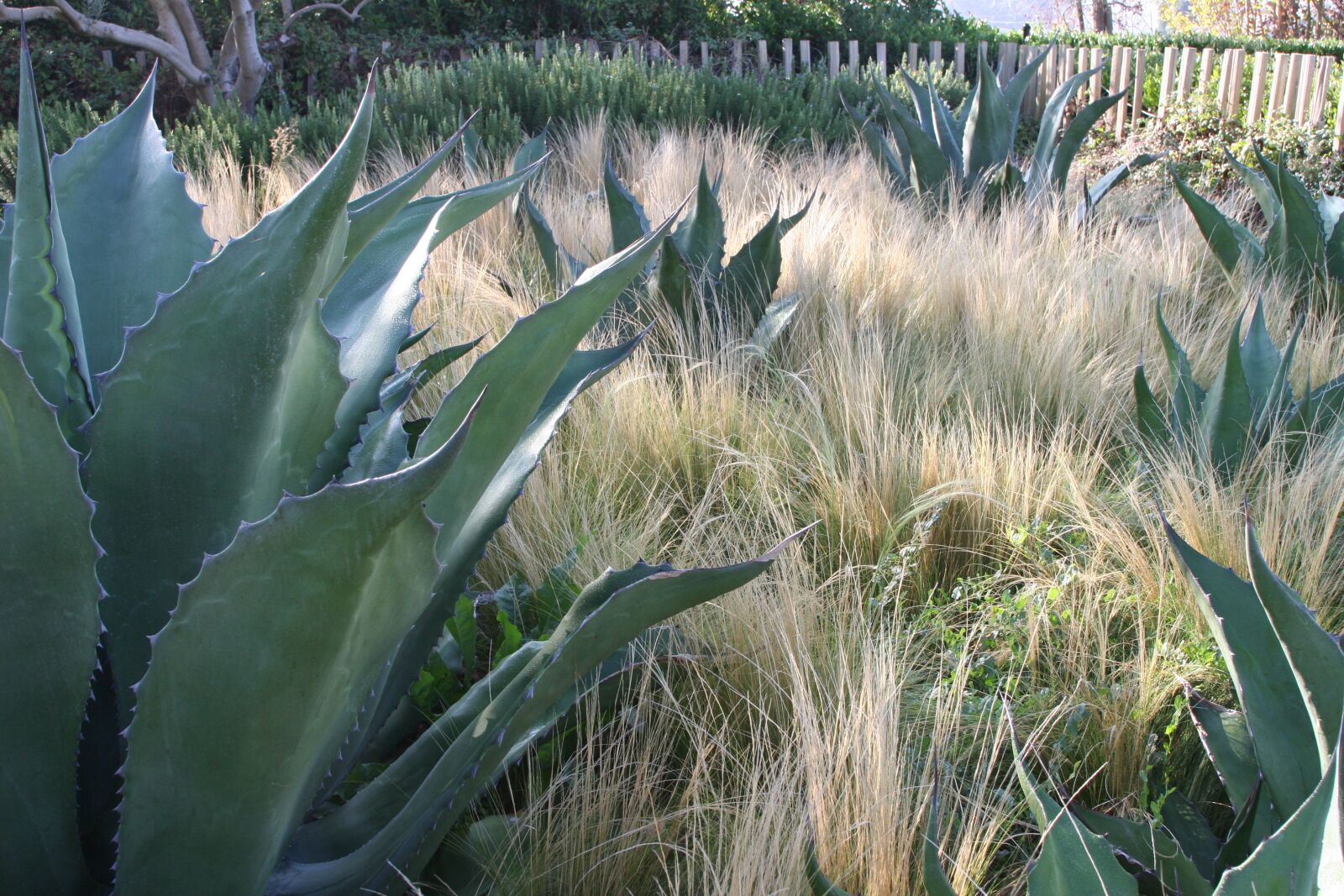 Canon EOS 20D sample photo. Garden, cactus, botanical photography