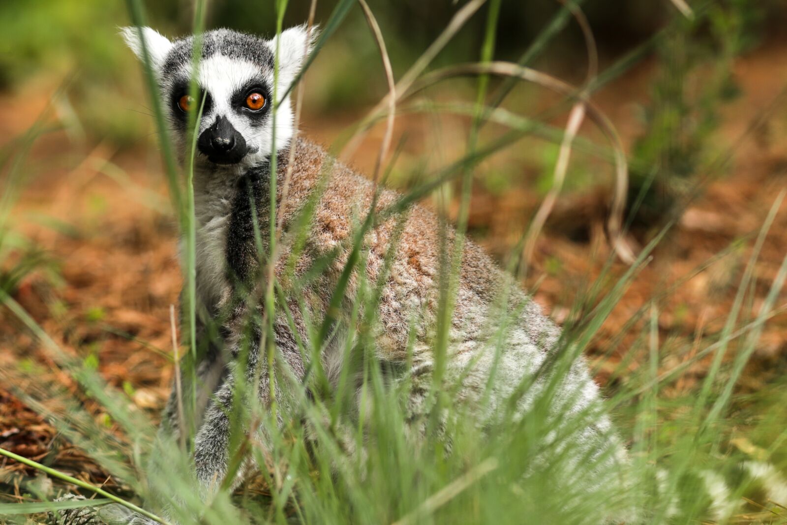 Canon EOS 6D sample photo. Ring-tailed lemur, lemur catta photography