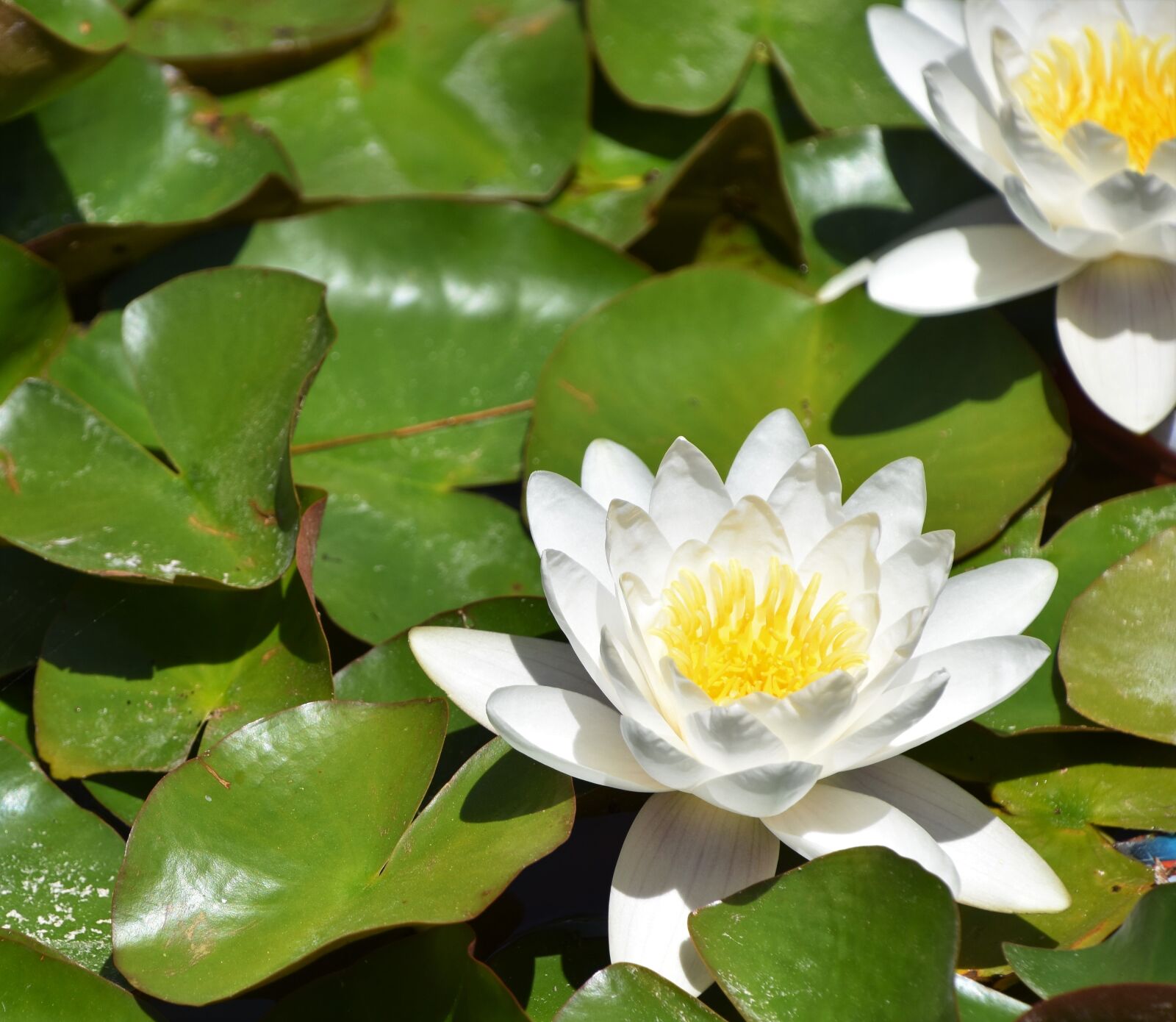Nikon D5600 sample photo. Water lily, flower, leaves photography